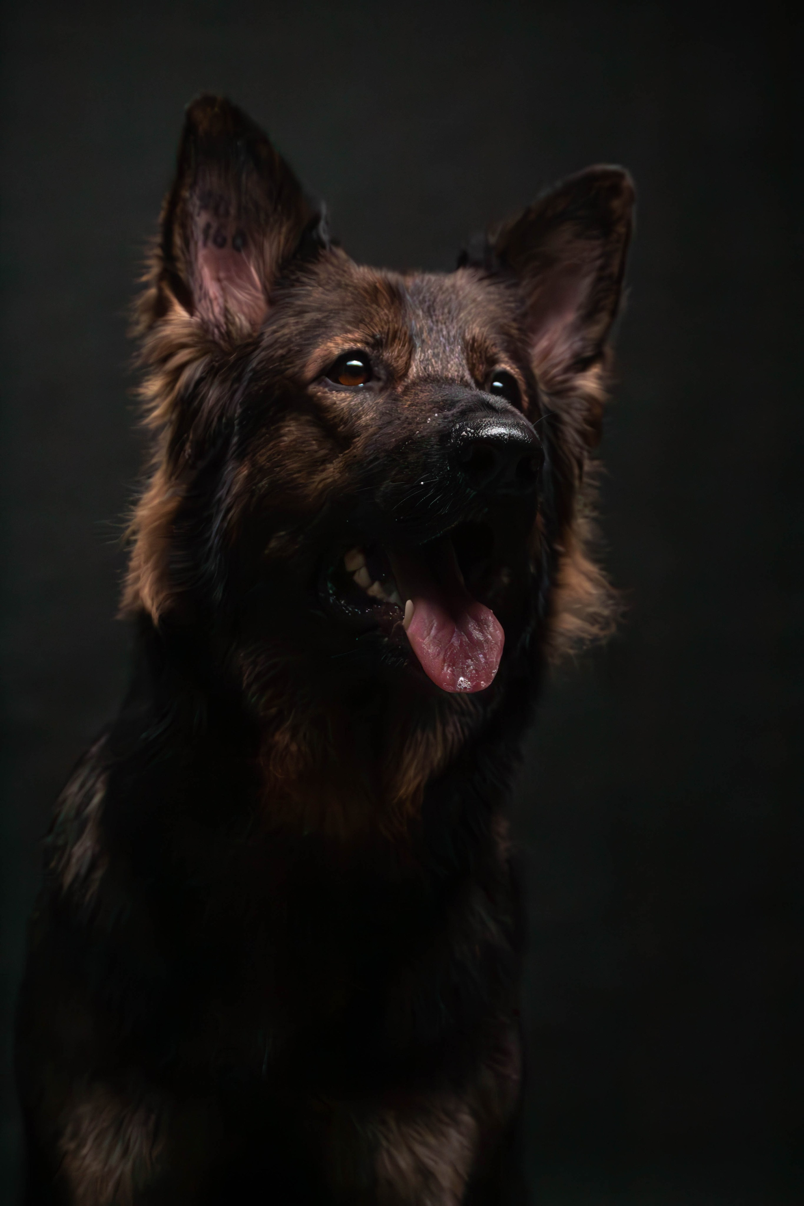 Елена, Honney Highlight и Эрафия. Фотограф анималист — Тула, Москва