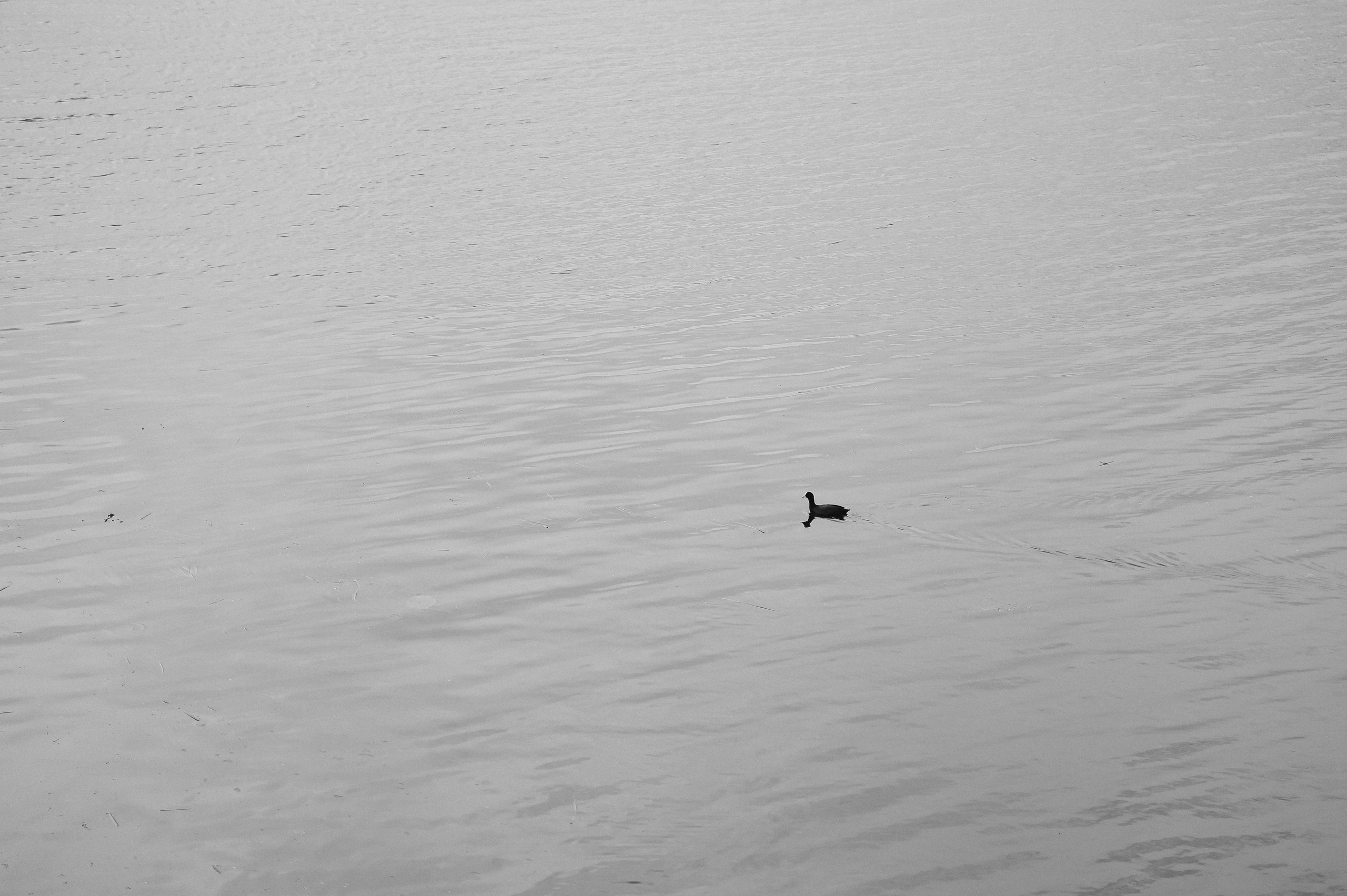 Татьяна & Артем 2025. Фотосъемка и видеосъемка свадеб Липецк