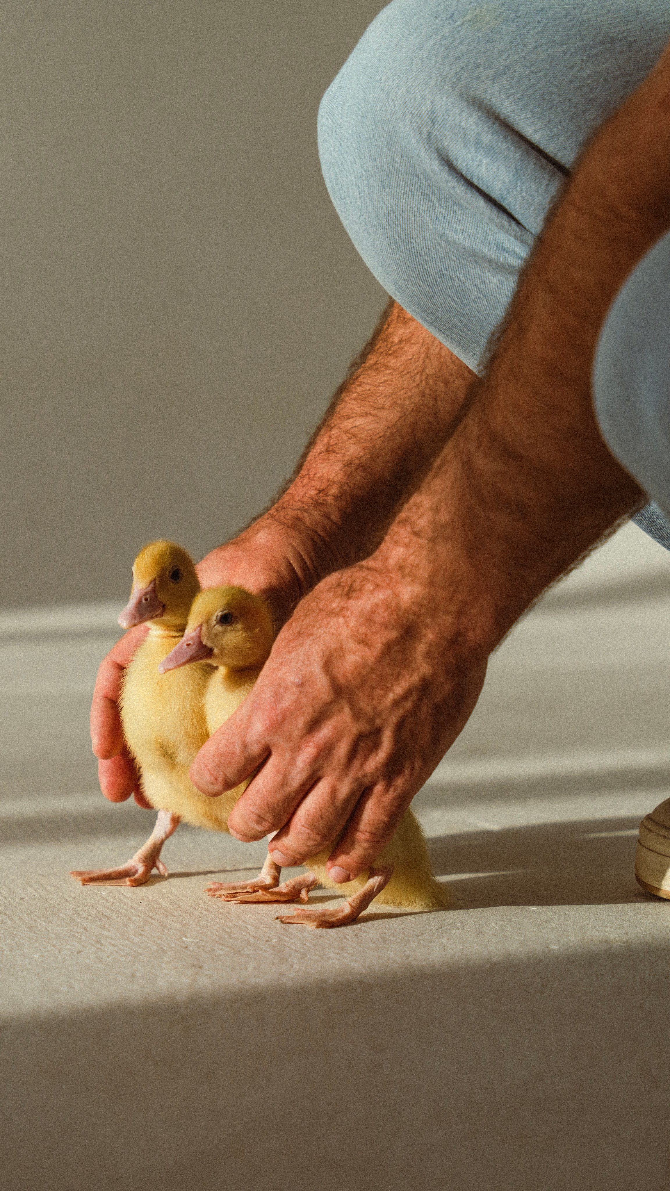 Немного Утят. Главная