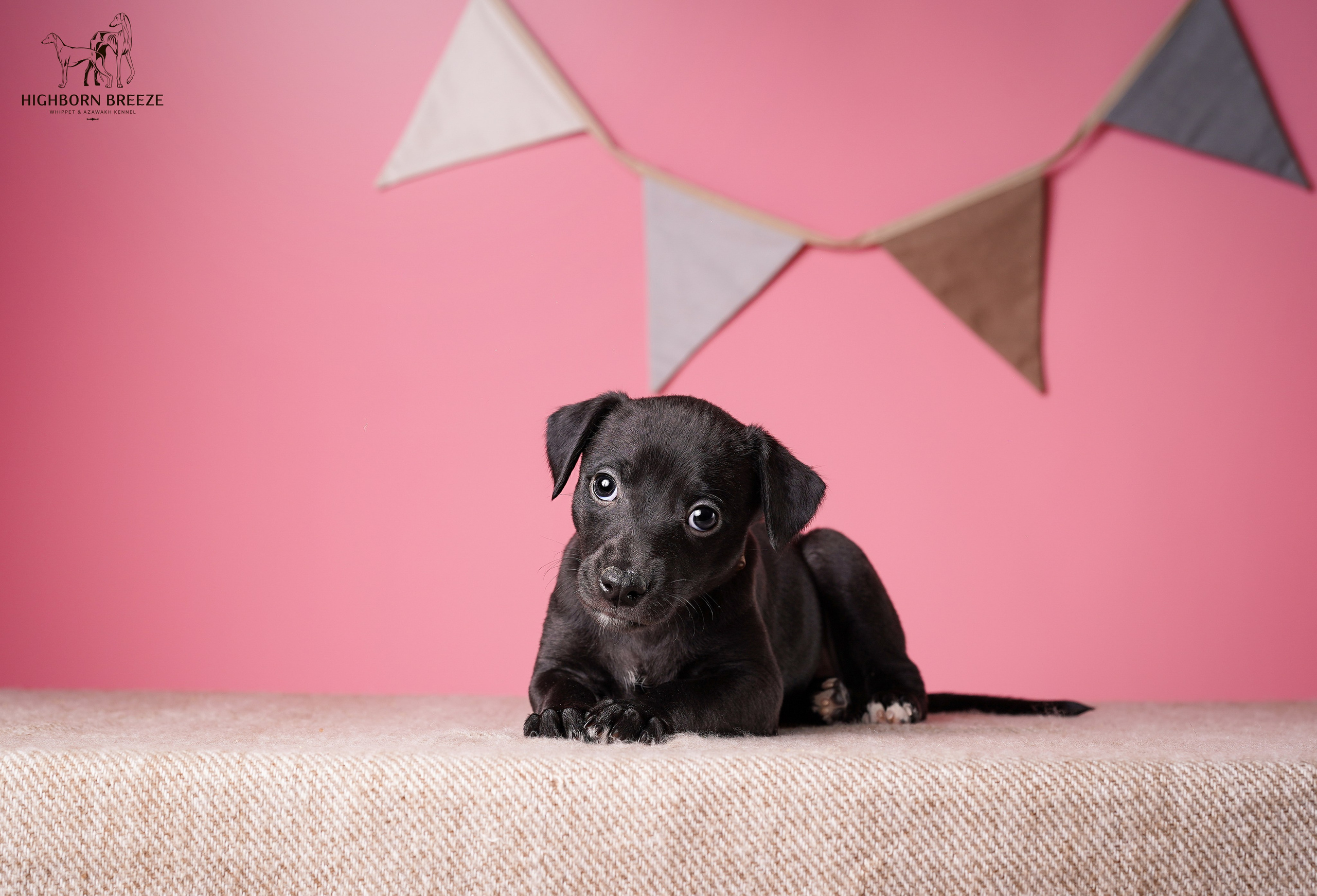 Щенки уиппета. Фотограф-анималист в Санкт-Петербурге Яна Мартынова
