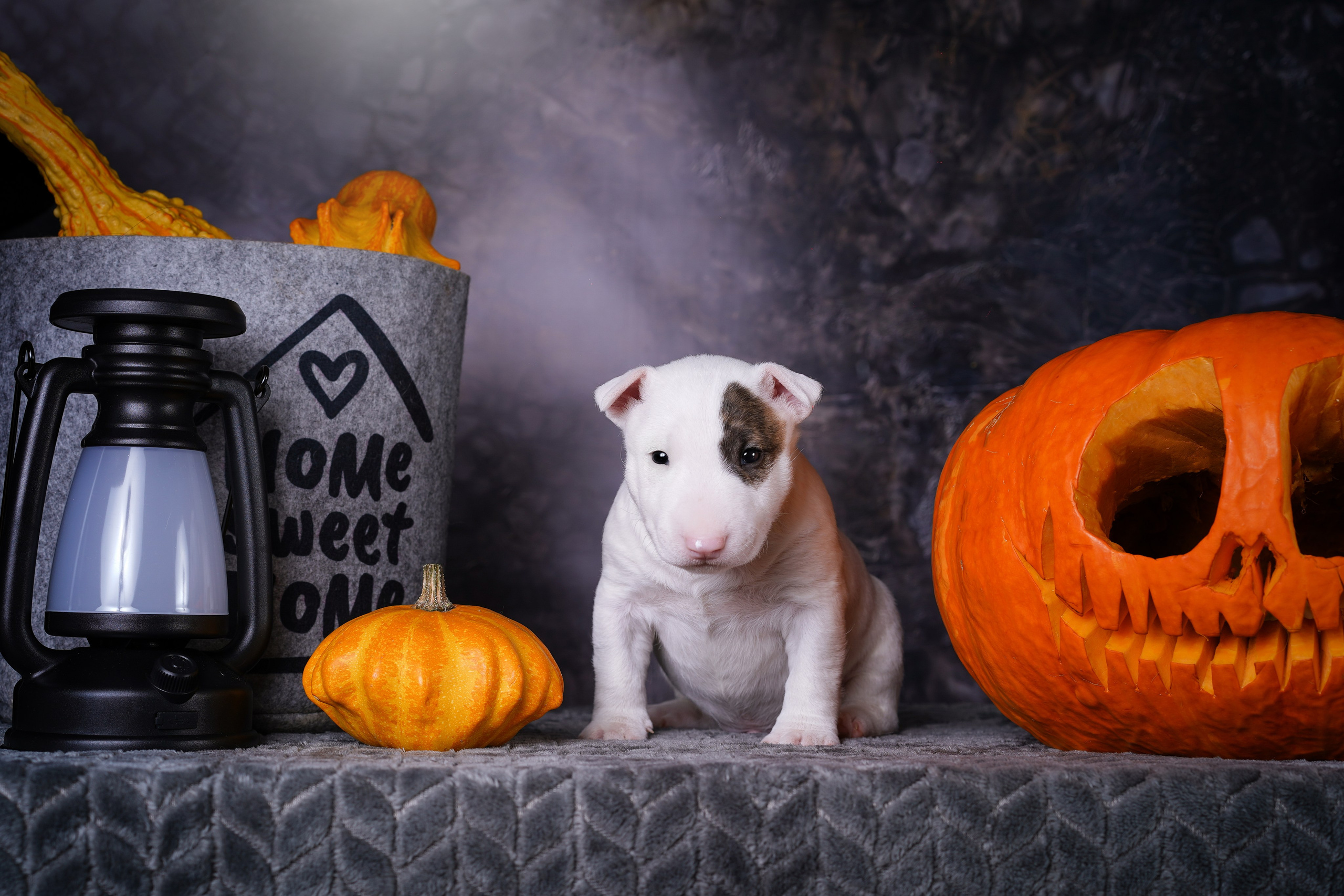 Щенки минибультерьера. Фотограф-анималист в Санкт-Петербурге Яна Мартынова