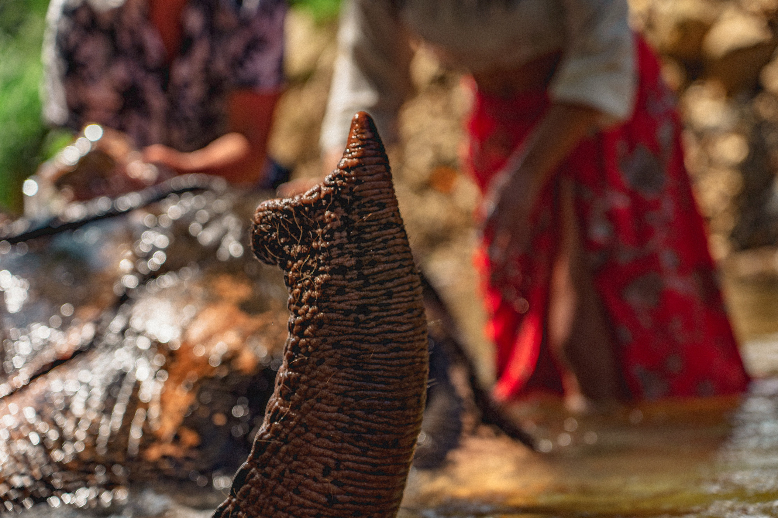 Bathing with elephants in Pinnawala, Botanical Garden