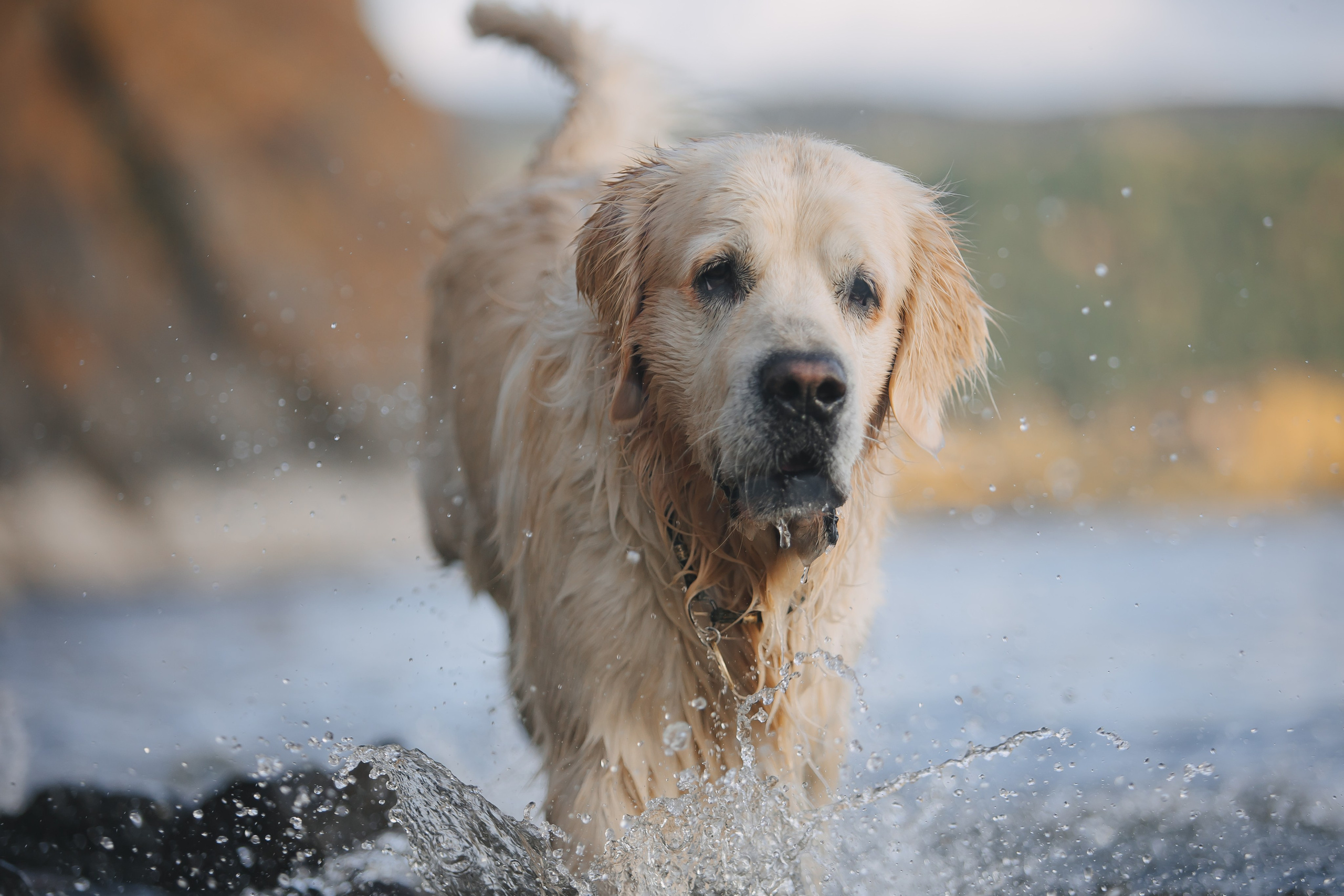 Снежик и Веста. Свадебный и женский фотограф