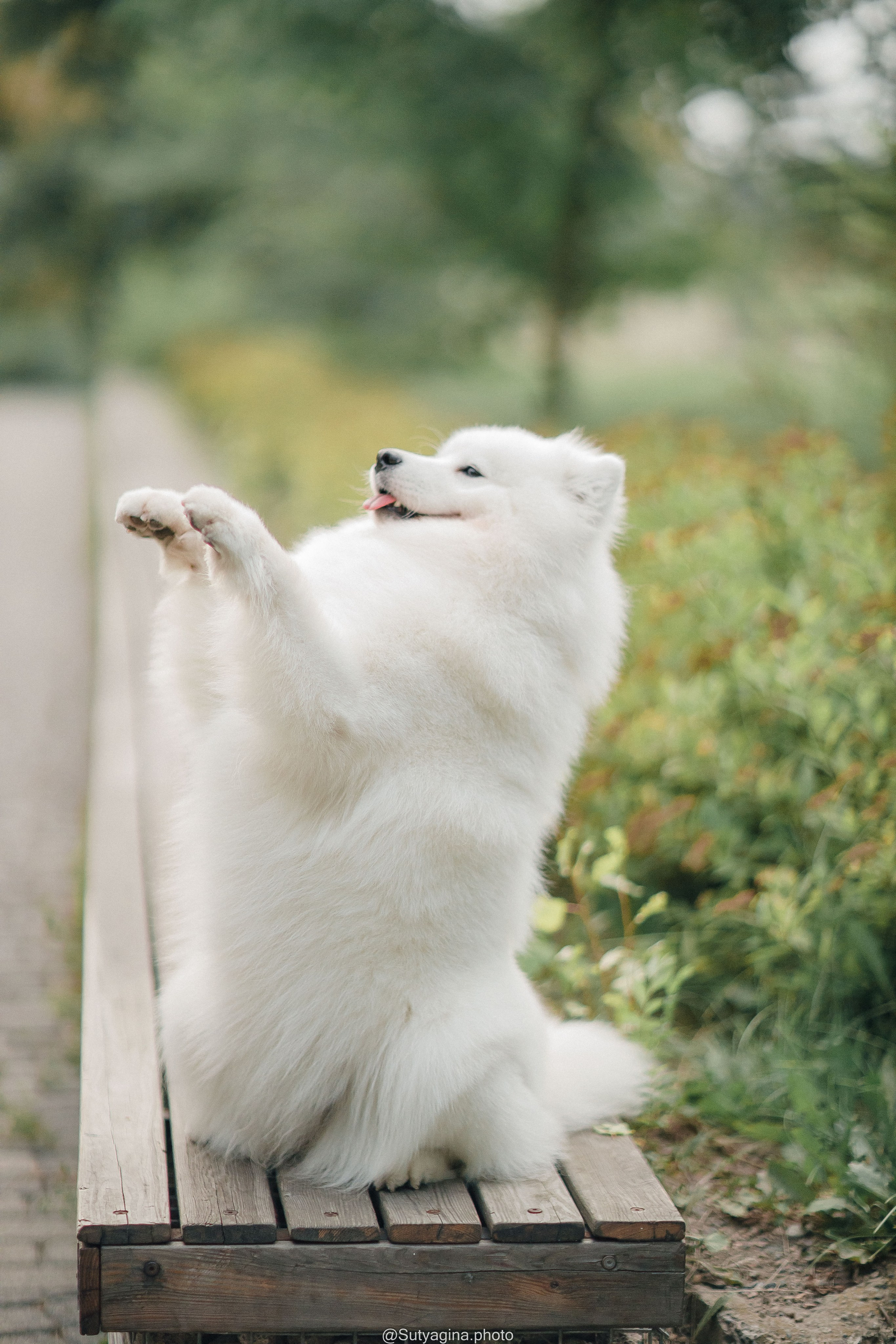 Самоед Рея. Свадебный и женский фотограф