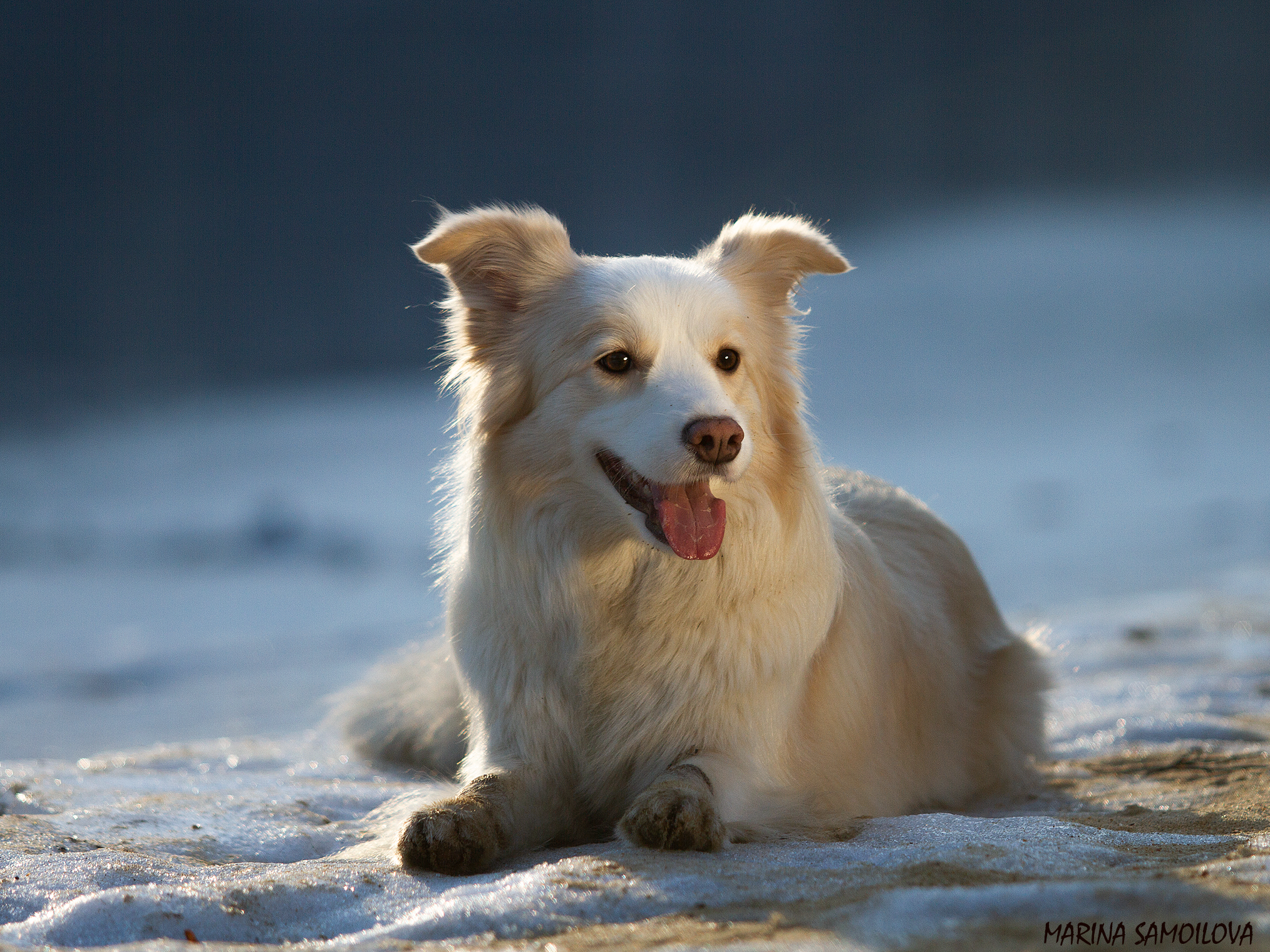 Собаки. Фотограф-анималист в Москве и МО Самойлова Марина