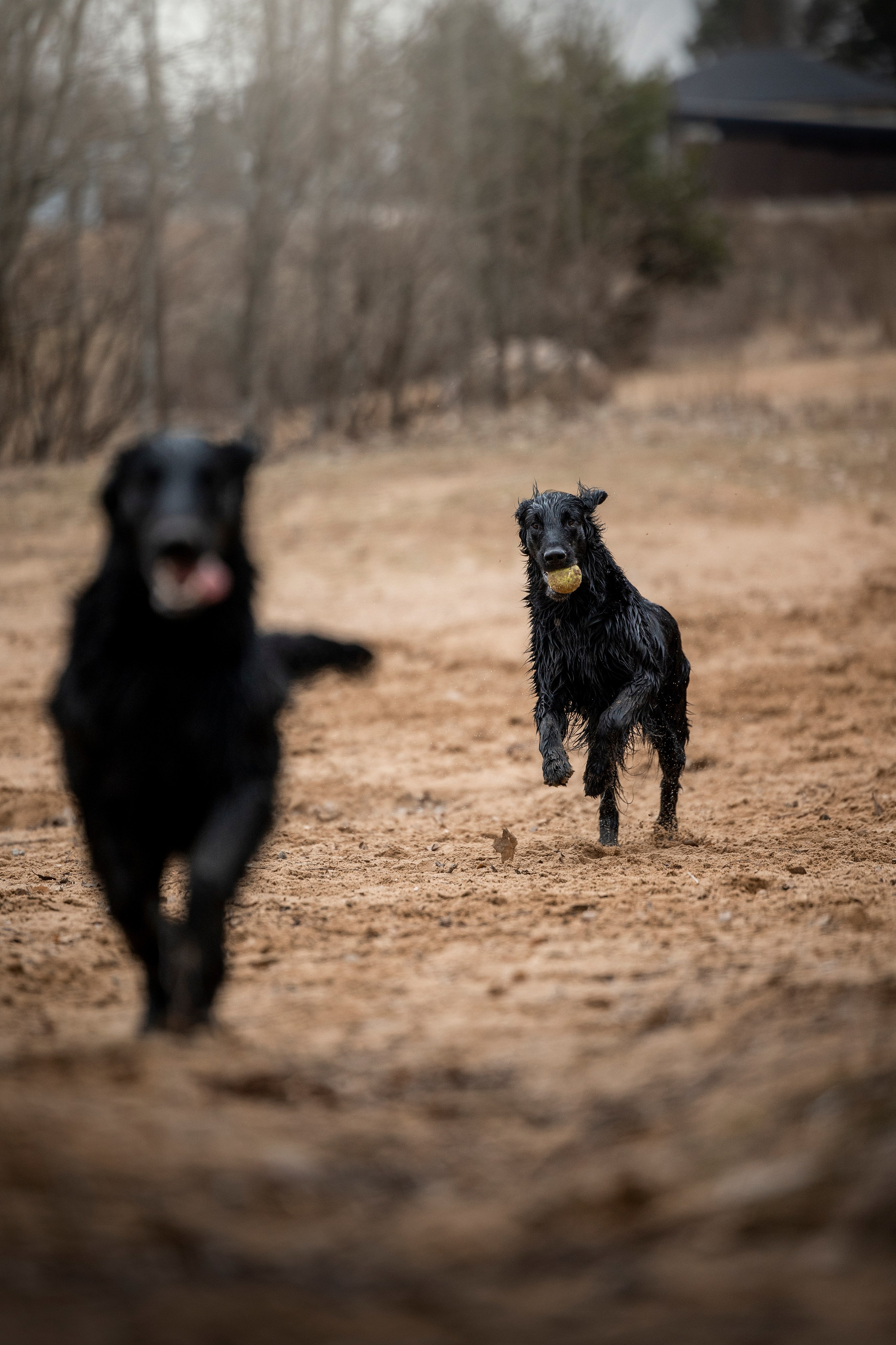 Ора, Ева, Рози и их семья. Фотограф — Анималист | Санкт-Петербург