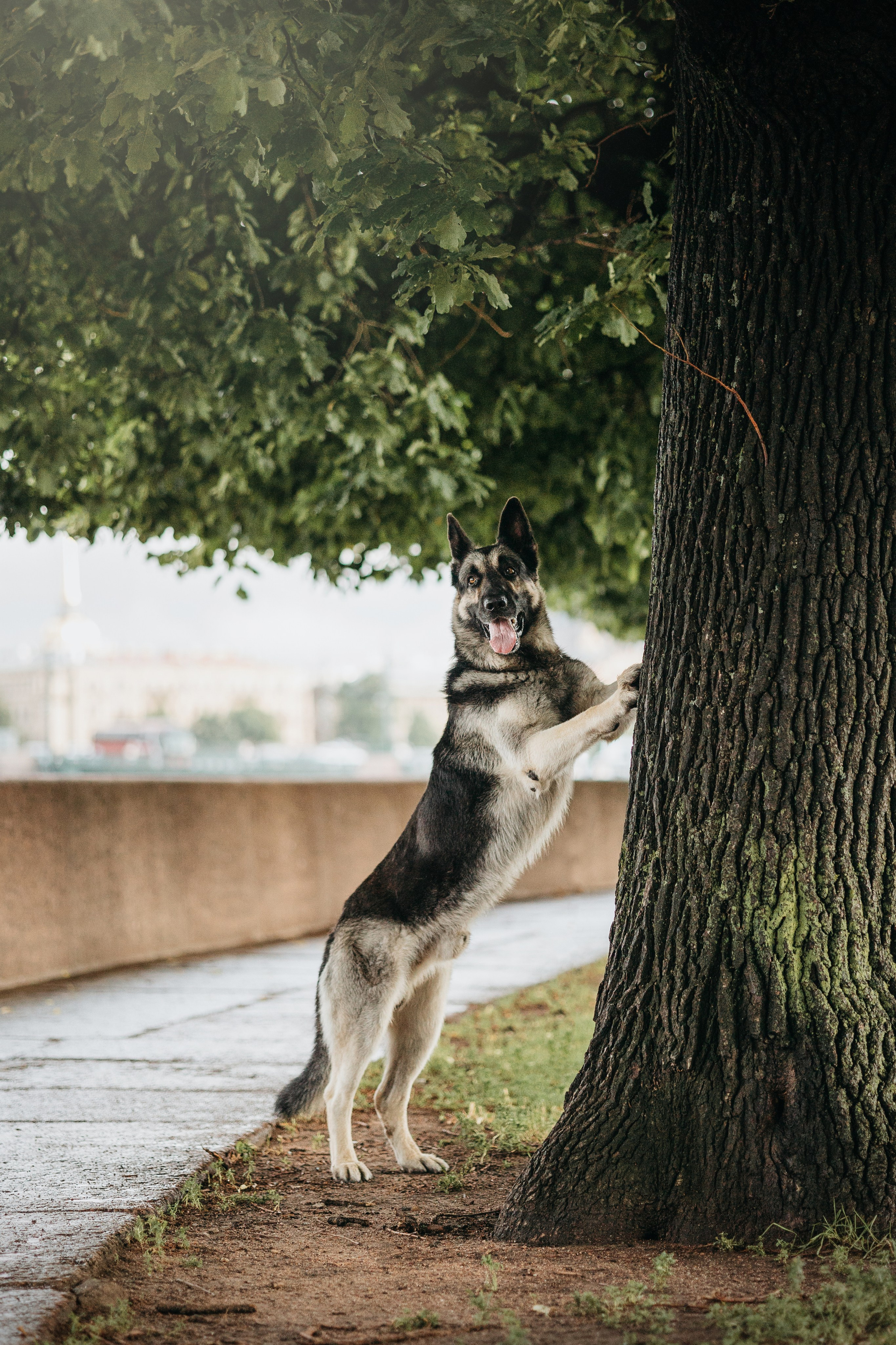 Рей и Ксения. Фотограф — Анималист | Санкт-Петербург