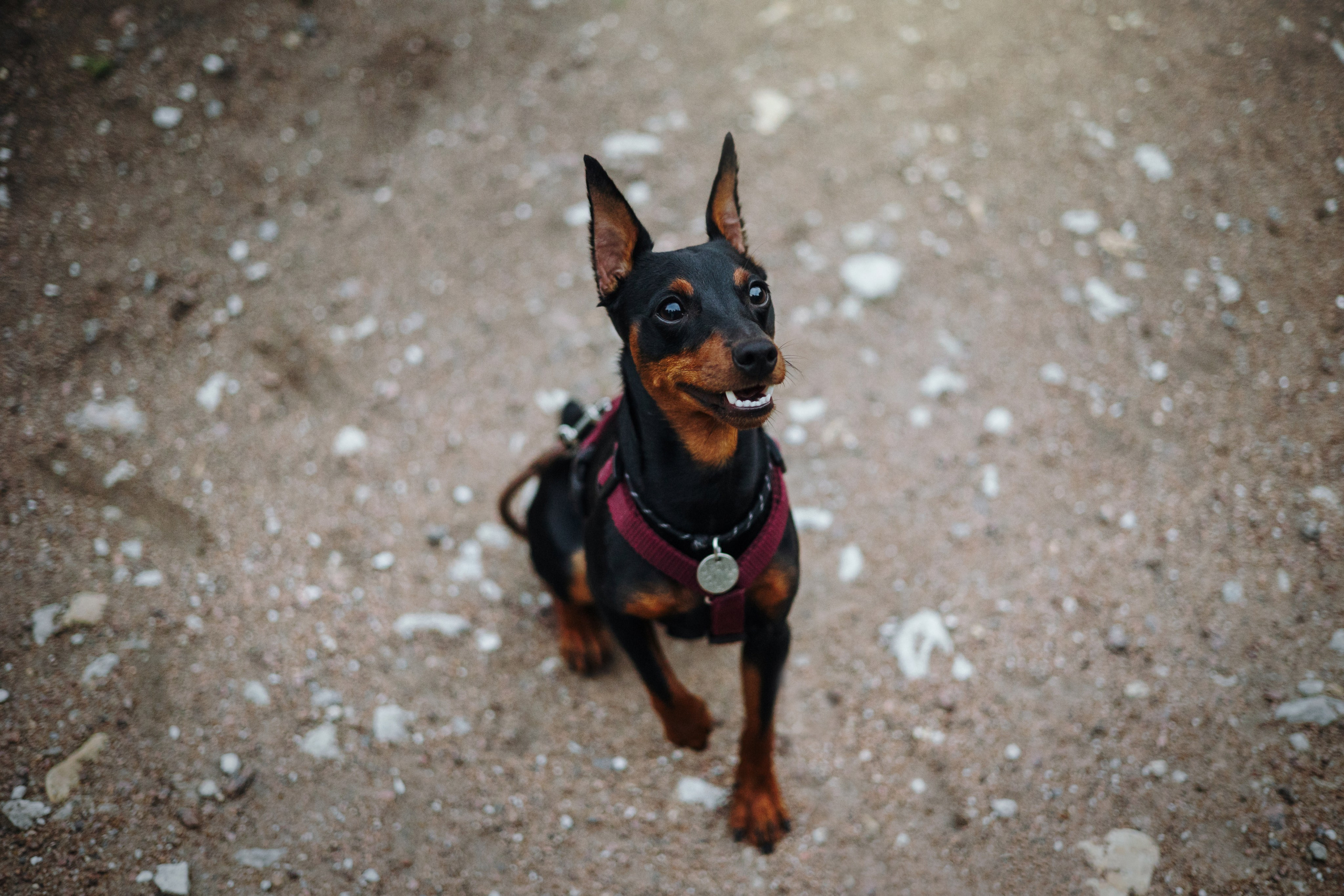 Сириус и его семья. Фотограф — Анималист | Санкт-Петербург