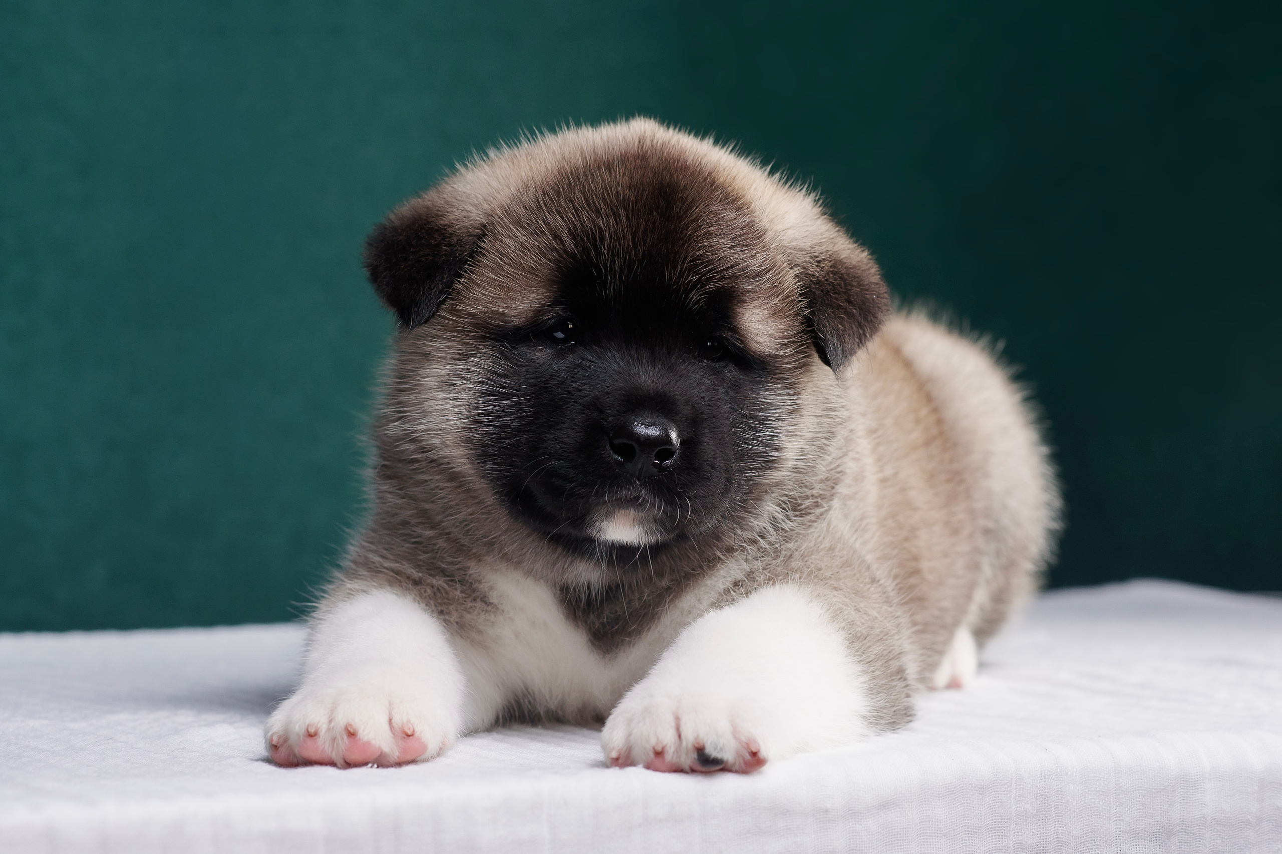 Щенки Американской Акиты. Фотограф — Анималист | Анна Абрамова