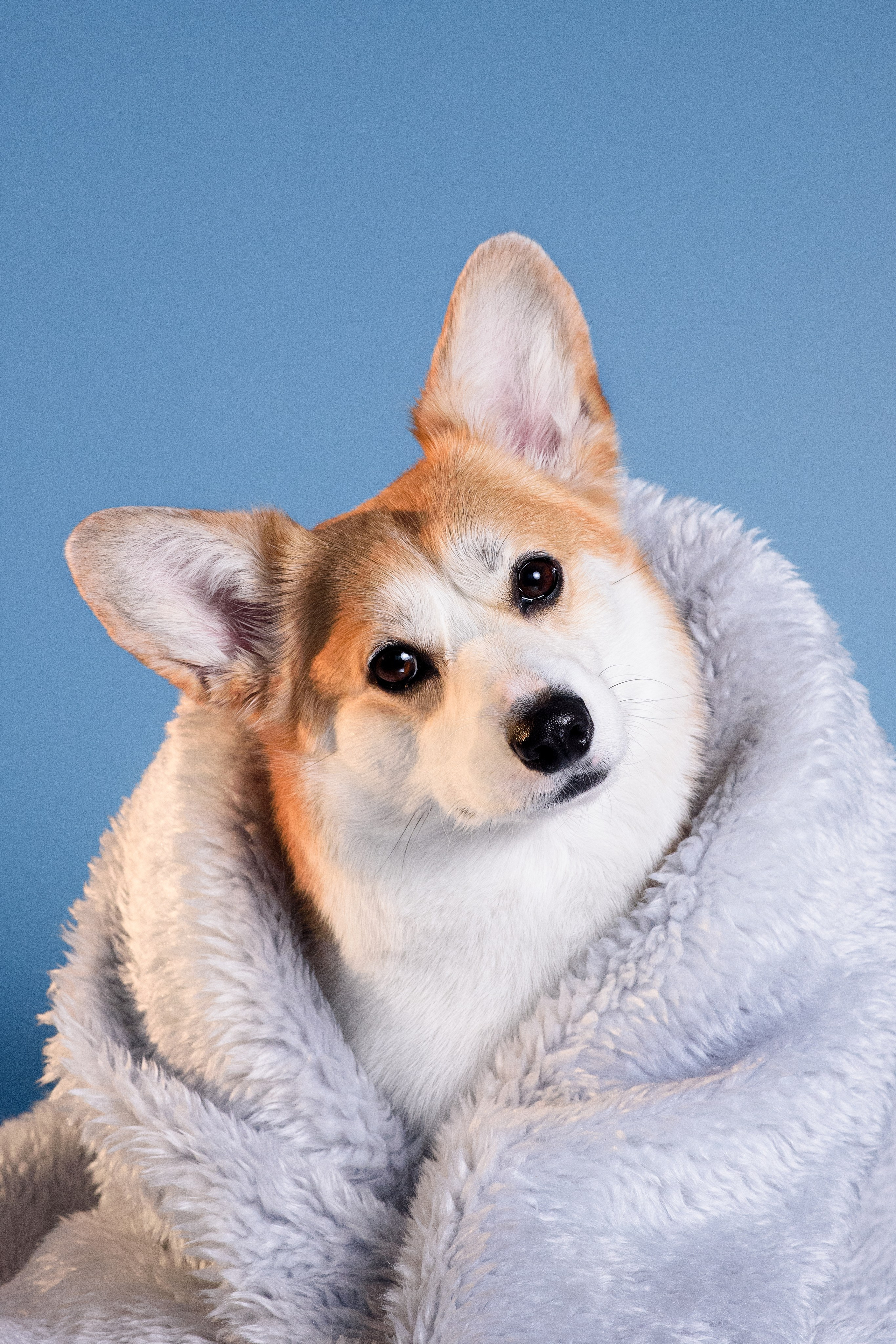 Лея съемка на однотонном фоне — 2024. Фотограф — Анималист | Анна Абрамова