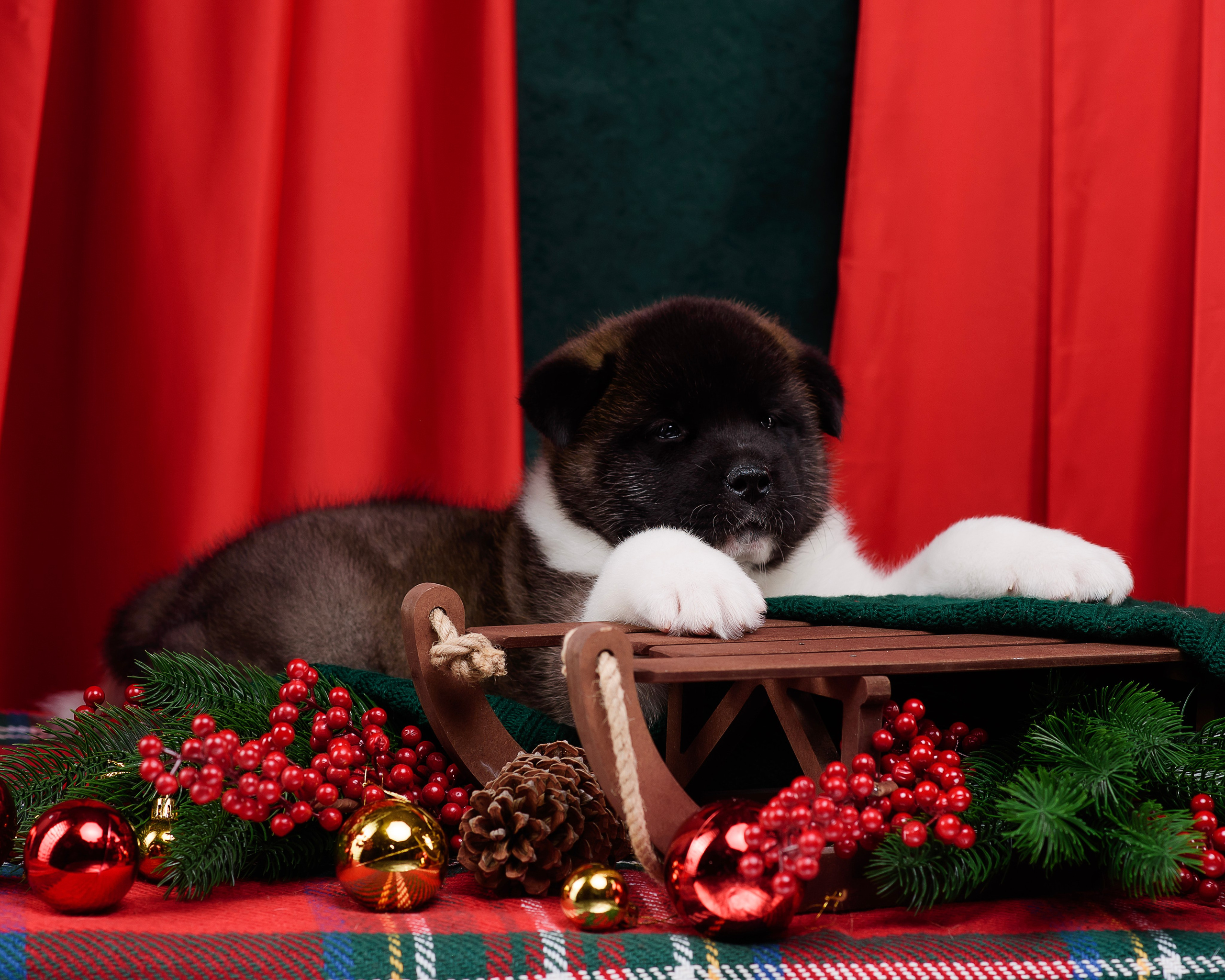 Щенки Американской Акиты. Фотограф — Анималист | Анна Абрамова