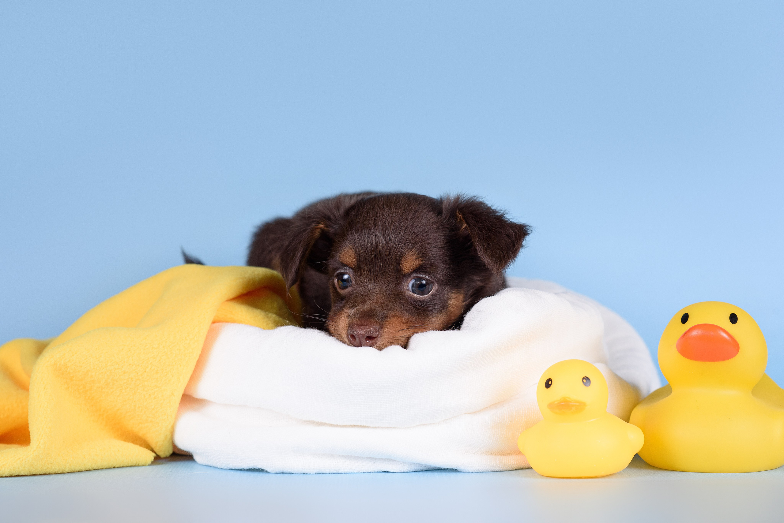 Щенки Пражских крысариков -13.04.2024. Фотограф — Анималист | Анна Абрамова