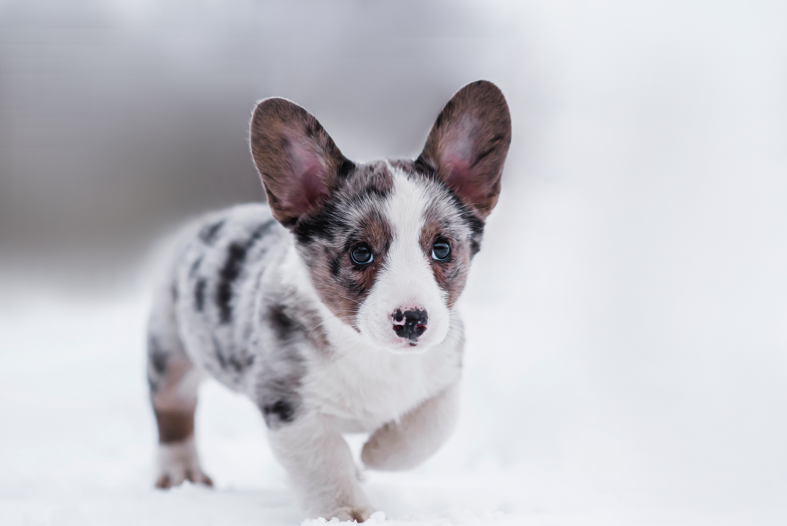 Фотограф — Анималист | Анна Абрамова