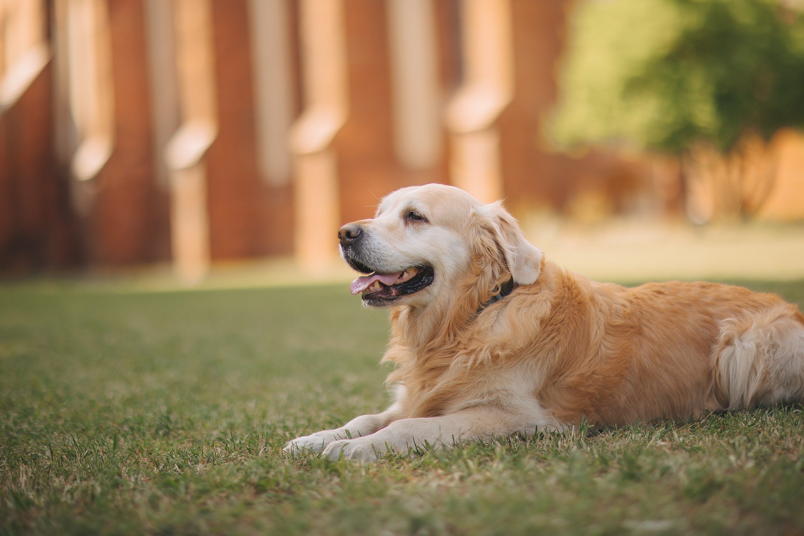Золотистый ретривер Кант, Калининград. Свадебный и женский фотограф