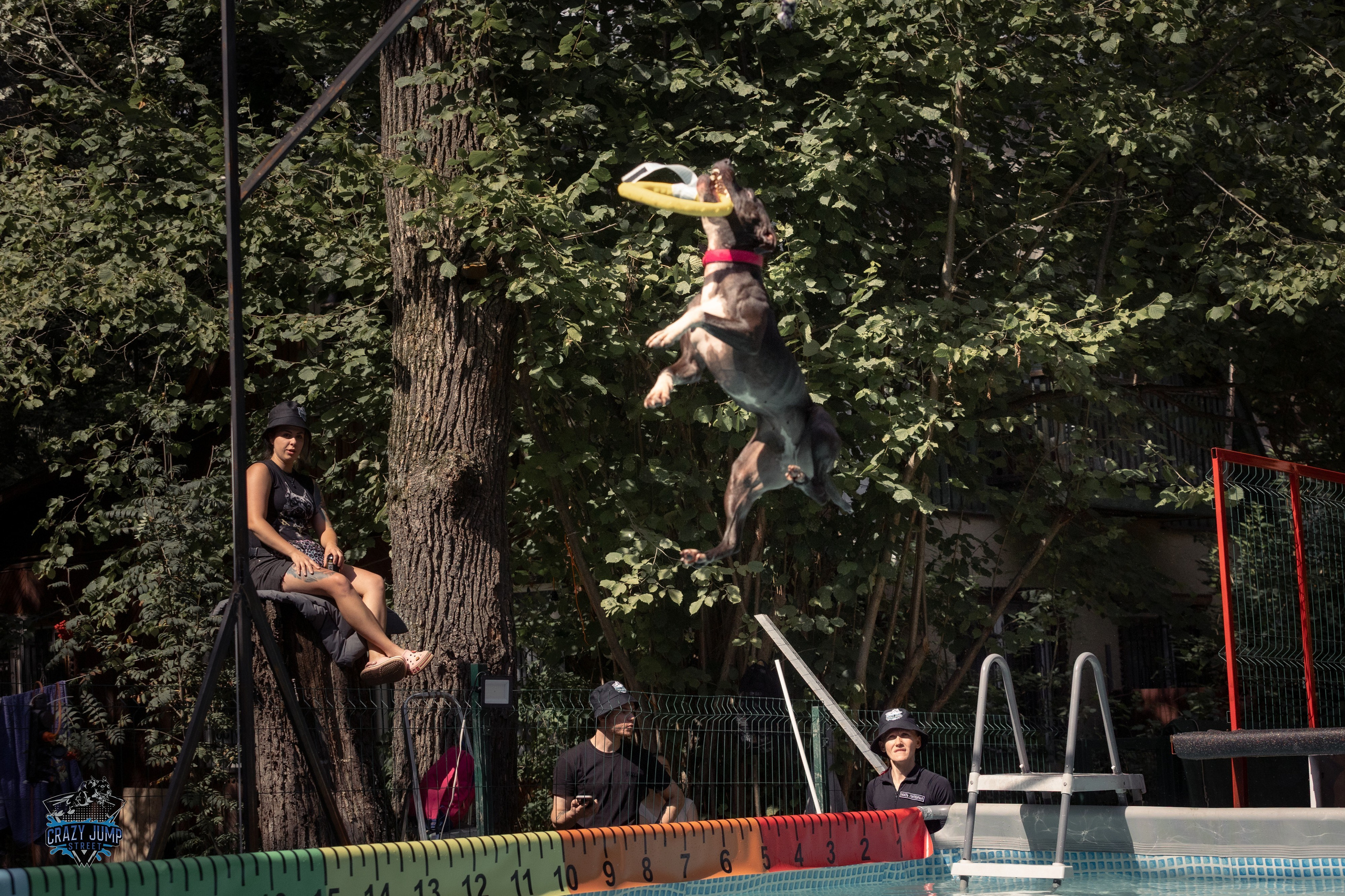 Собаки, спорт, Док дайвинг. Свадебный и репортажный фотограф в Москве и Московской области