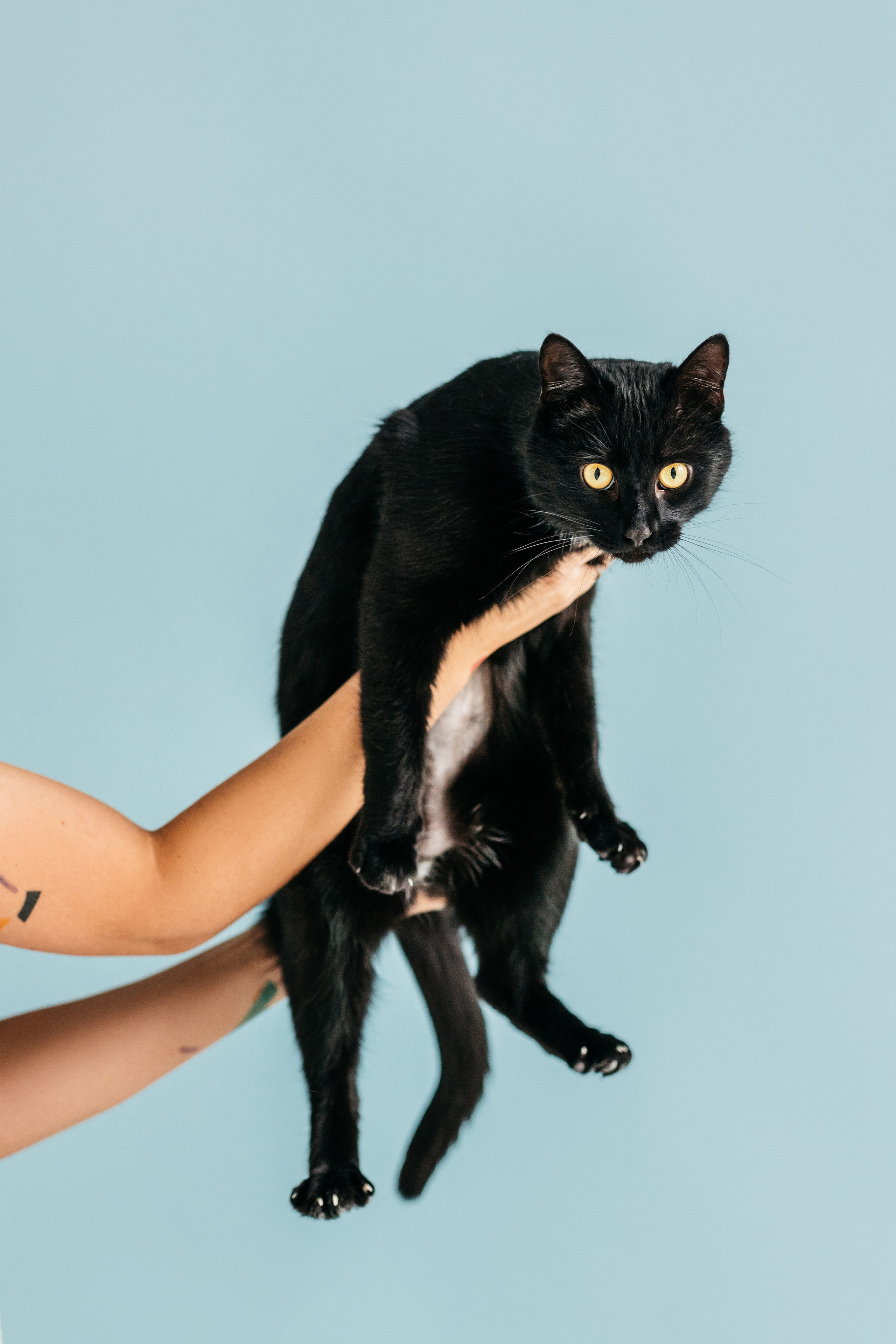 Кузя. Фотограф-анималист Елена Радченко, Москва