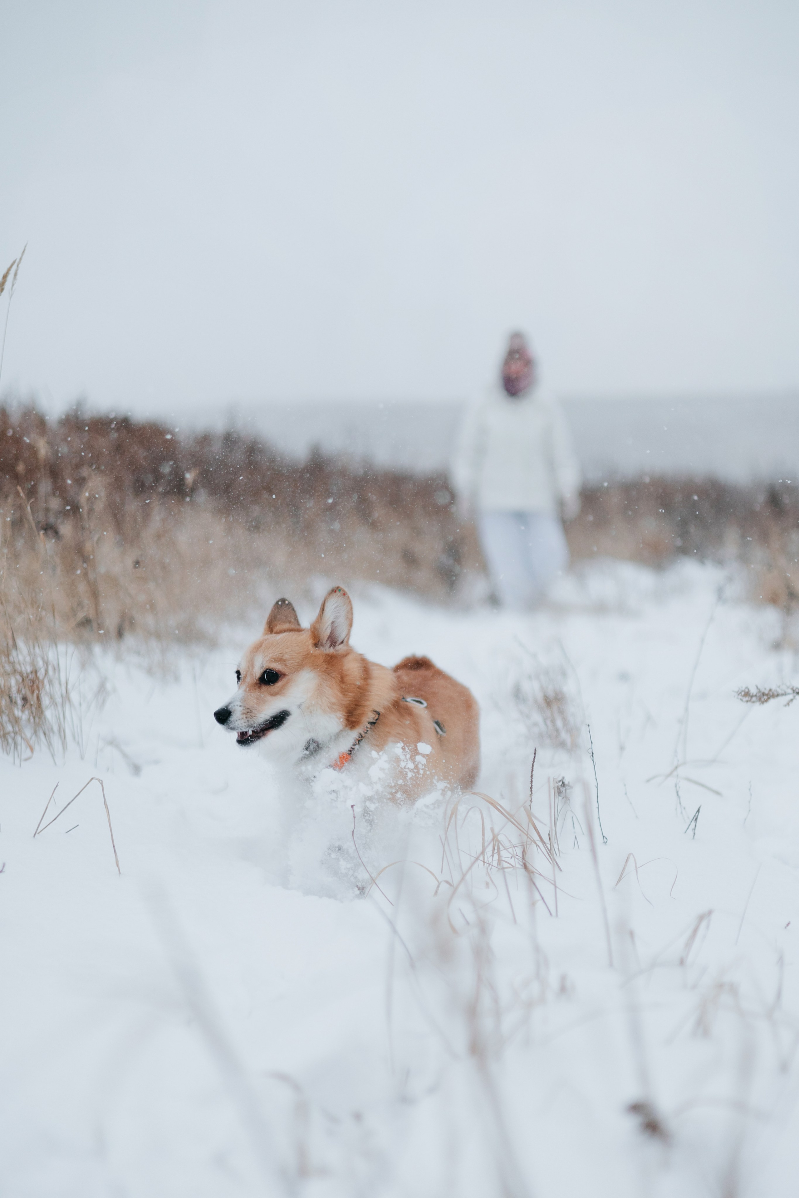 Лена, Лиза и Мия. Фотограф — анималист Владивосток, Алина