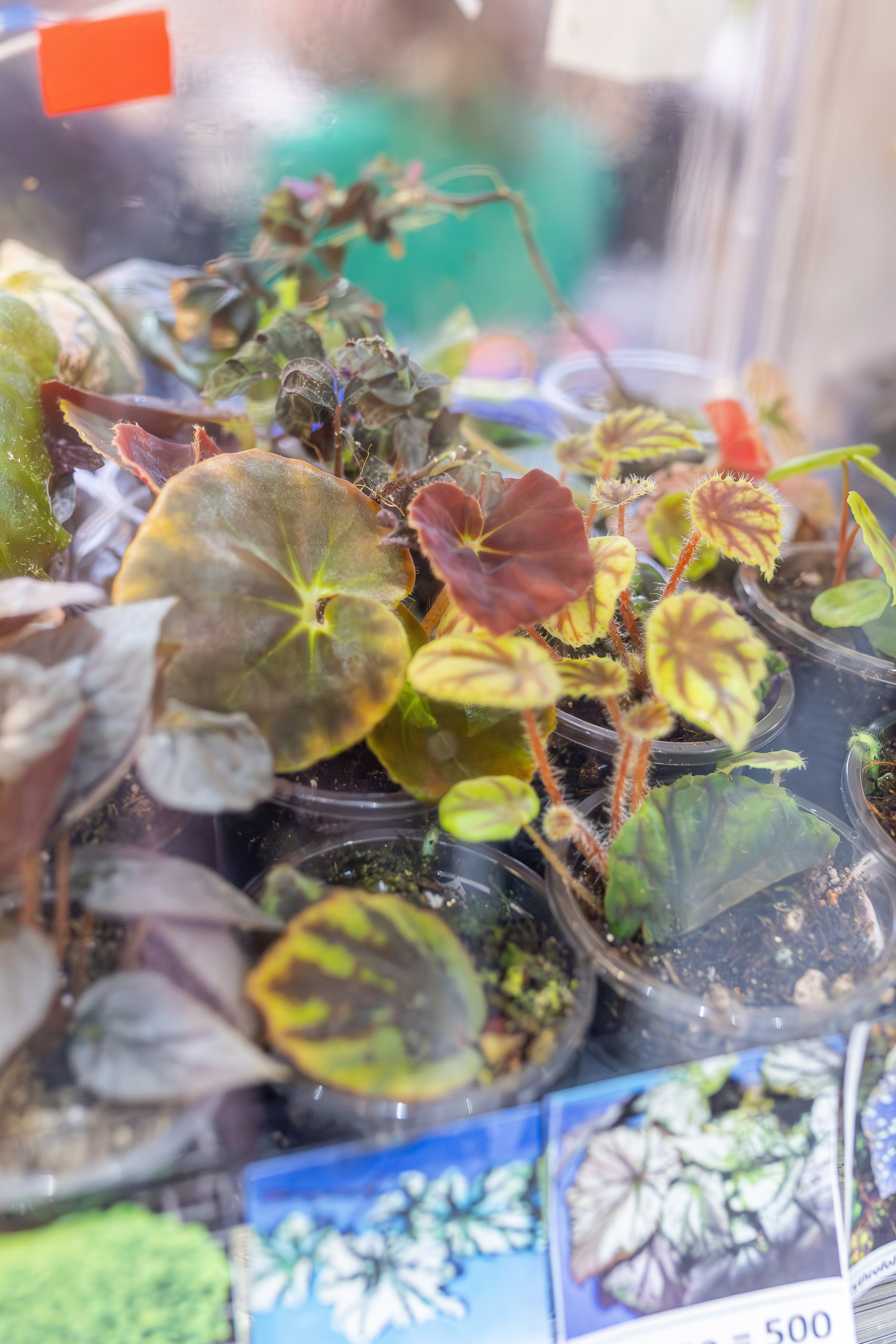 Монстериум апрель 2026. Александра Куликова фотограф, Москва