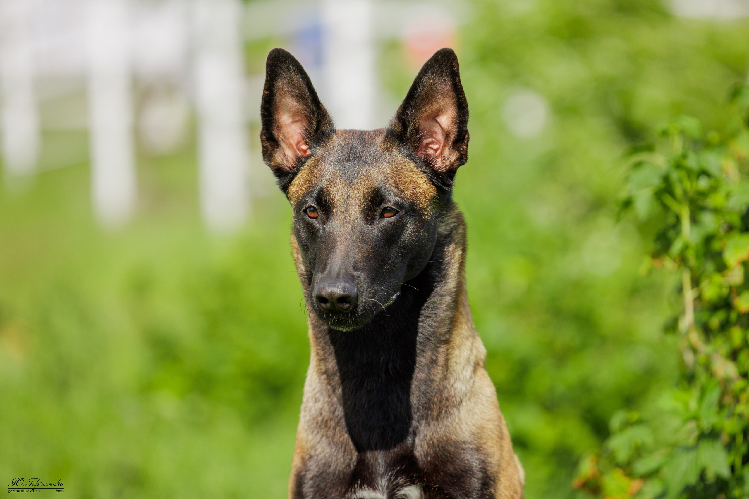 РОССИЯ 8-9.06.2024. Фотограф-анималист Юлия Германика