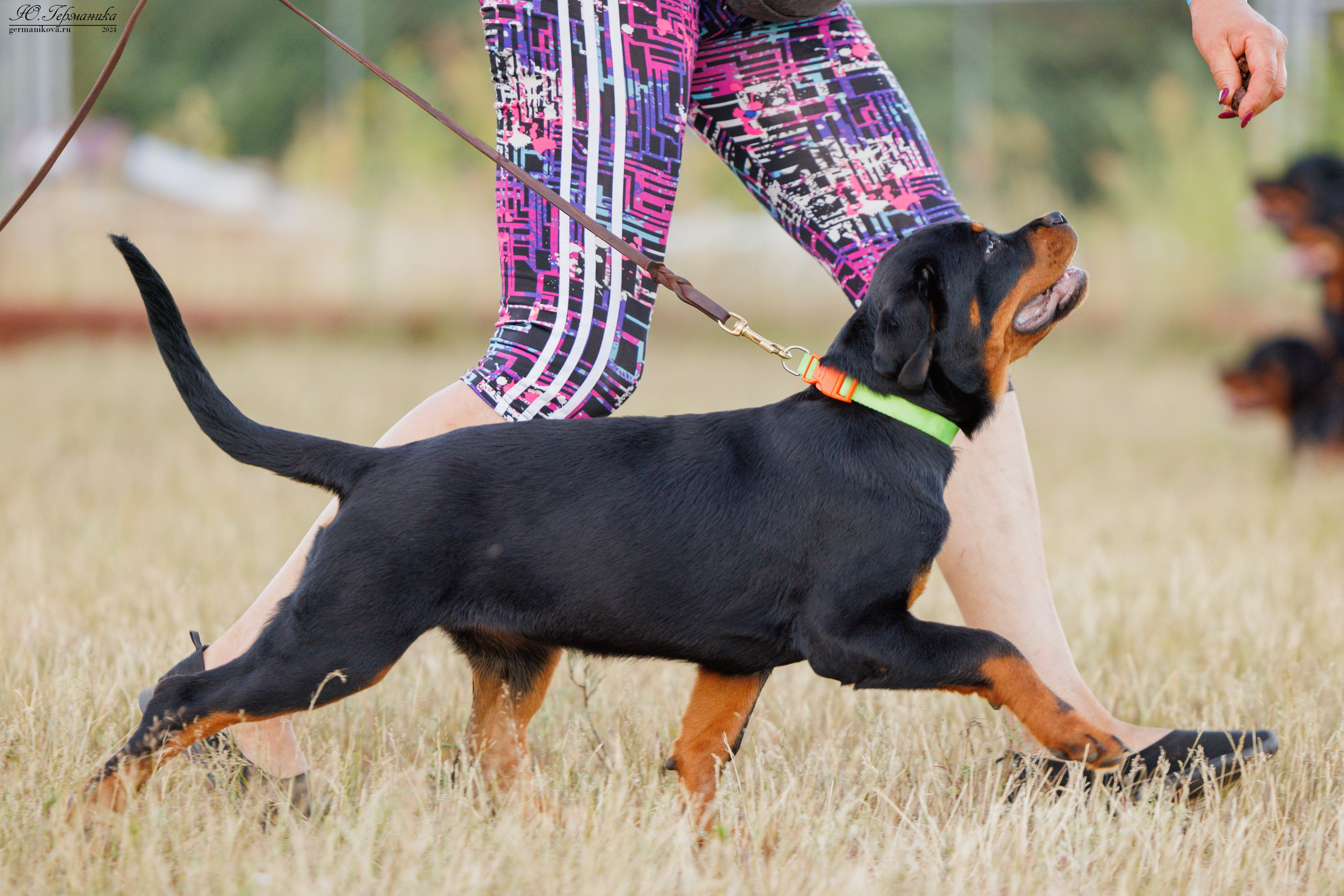ПК и КЧК ротвейлеры Тверь 6-7.07.2024. Фотограф-анималист Юлия Германика