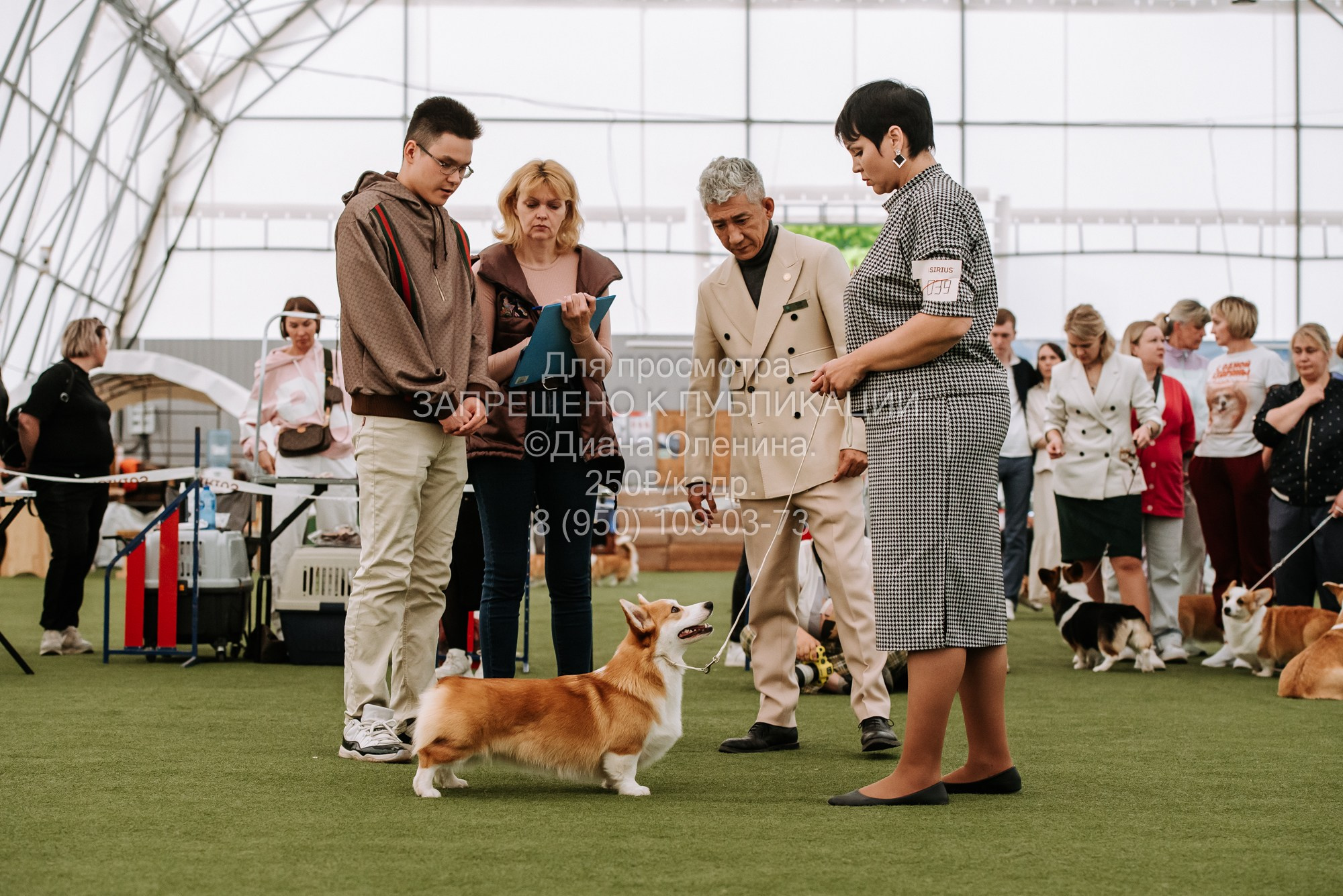 Выставка собак Красноярск 2.06. Фотограф Диана Оленина Красноярск / Братск