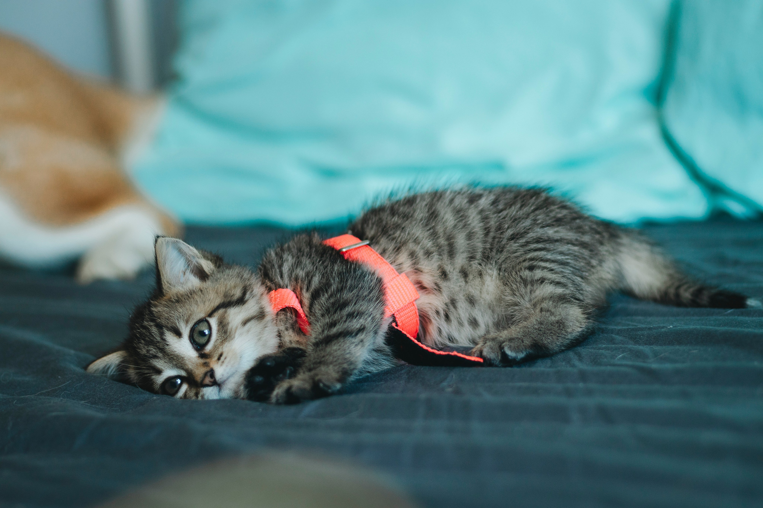 Котики. Фотограф в Москве (анималистика, коммерция, репортаж, спорт)