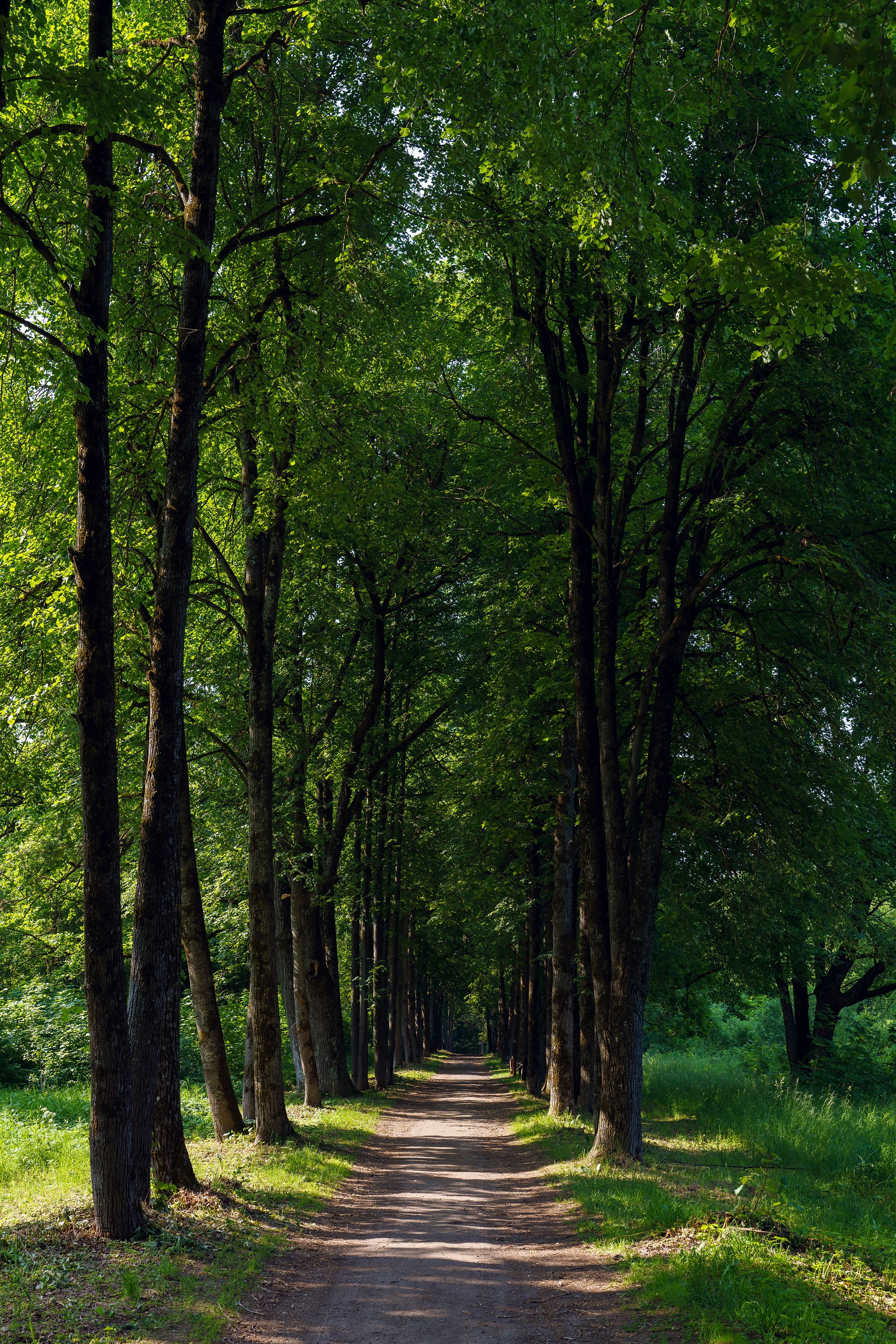 Фотографии Иммерсивный трейл «Лукоморье» 2025. Фотограф спортивные события, недвижимость, турбизнес
