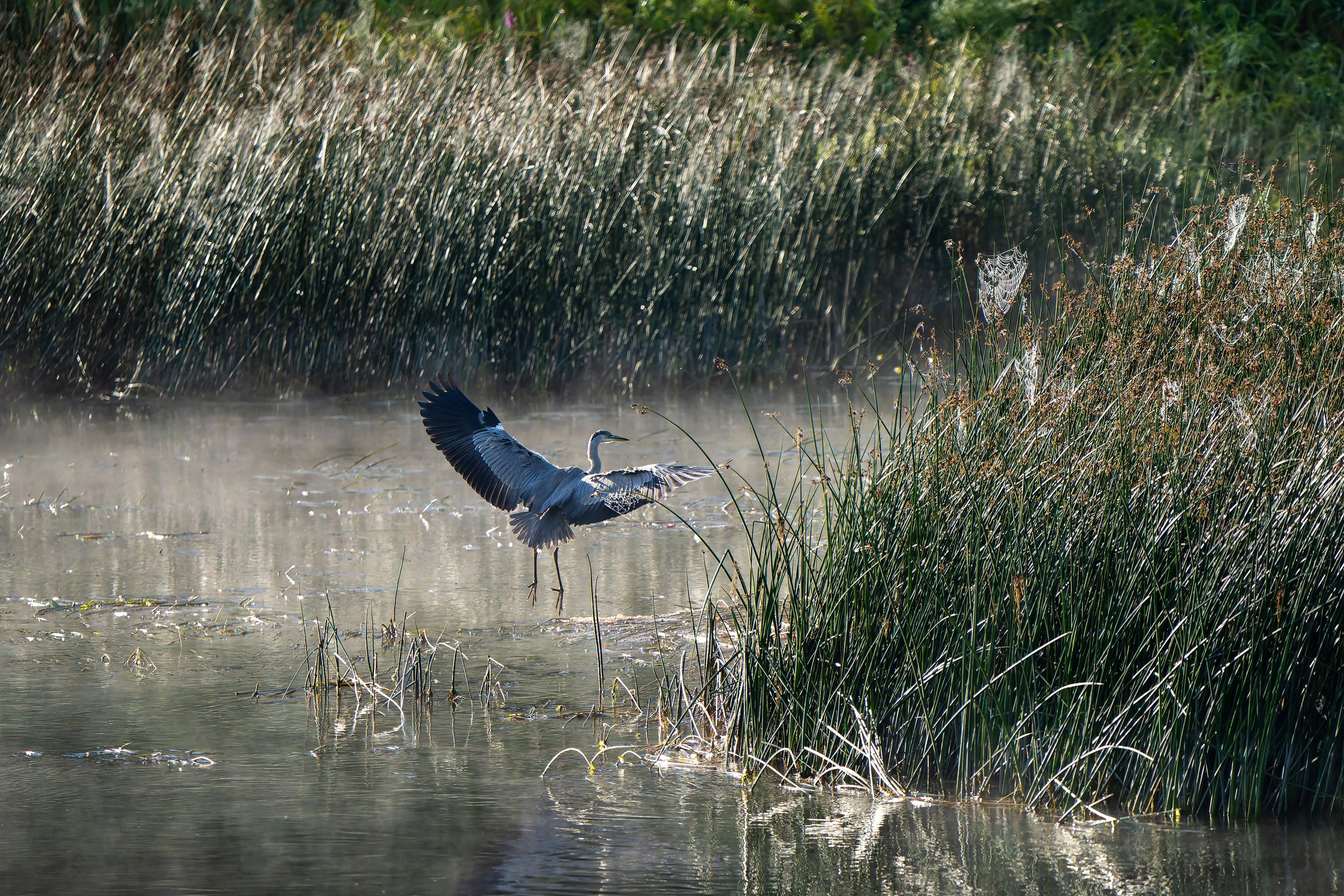Фотографии Национальный парк Угра. Фотограф спортивные события, недвижимость, турбизнес