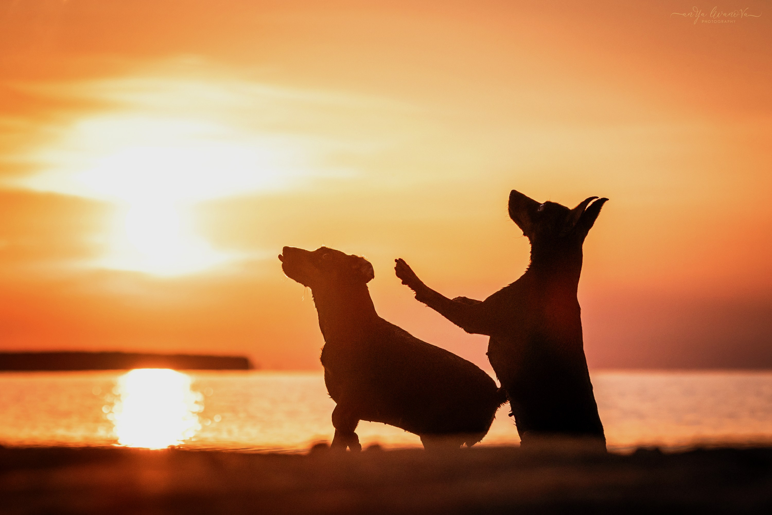 Ляля — Маня — Плюша закат. Фотограф анималист Аня Ливанова | Рыбинск