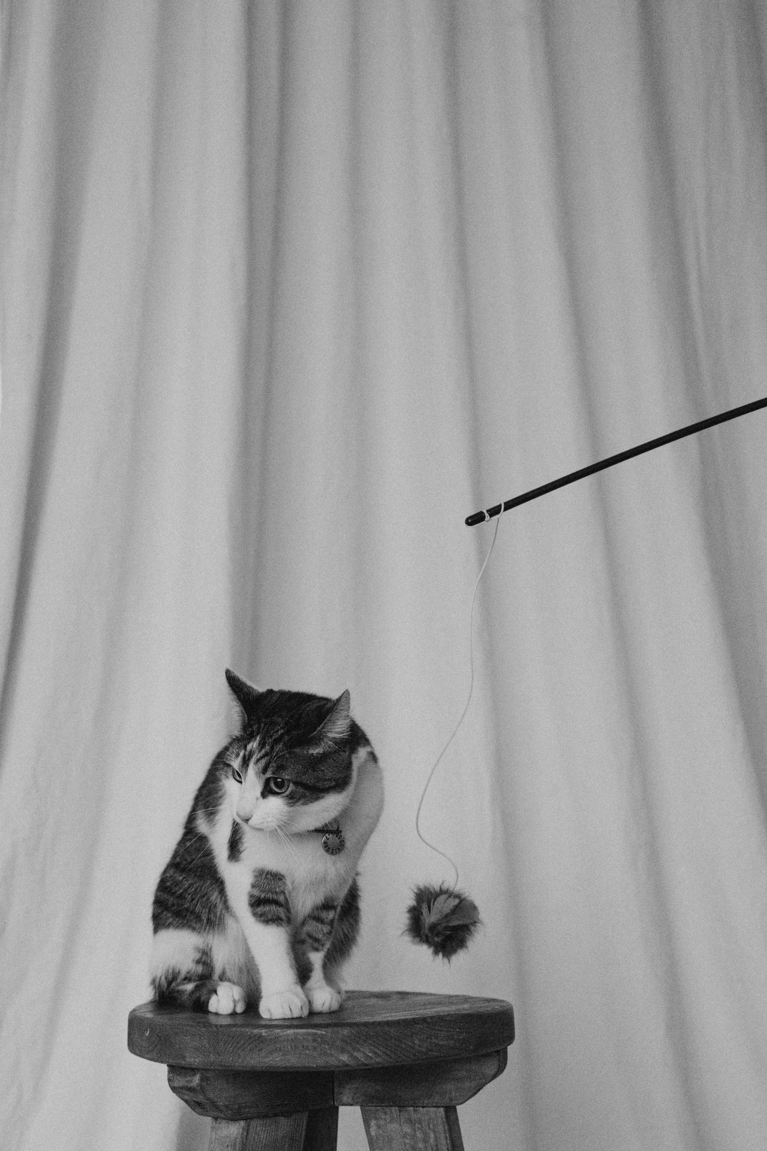 Ксюша и Яша. Фотораф — анималист Мария Шистка