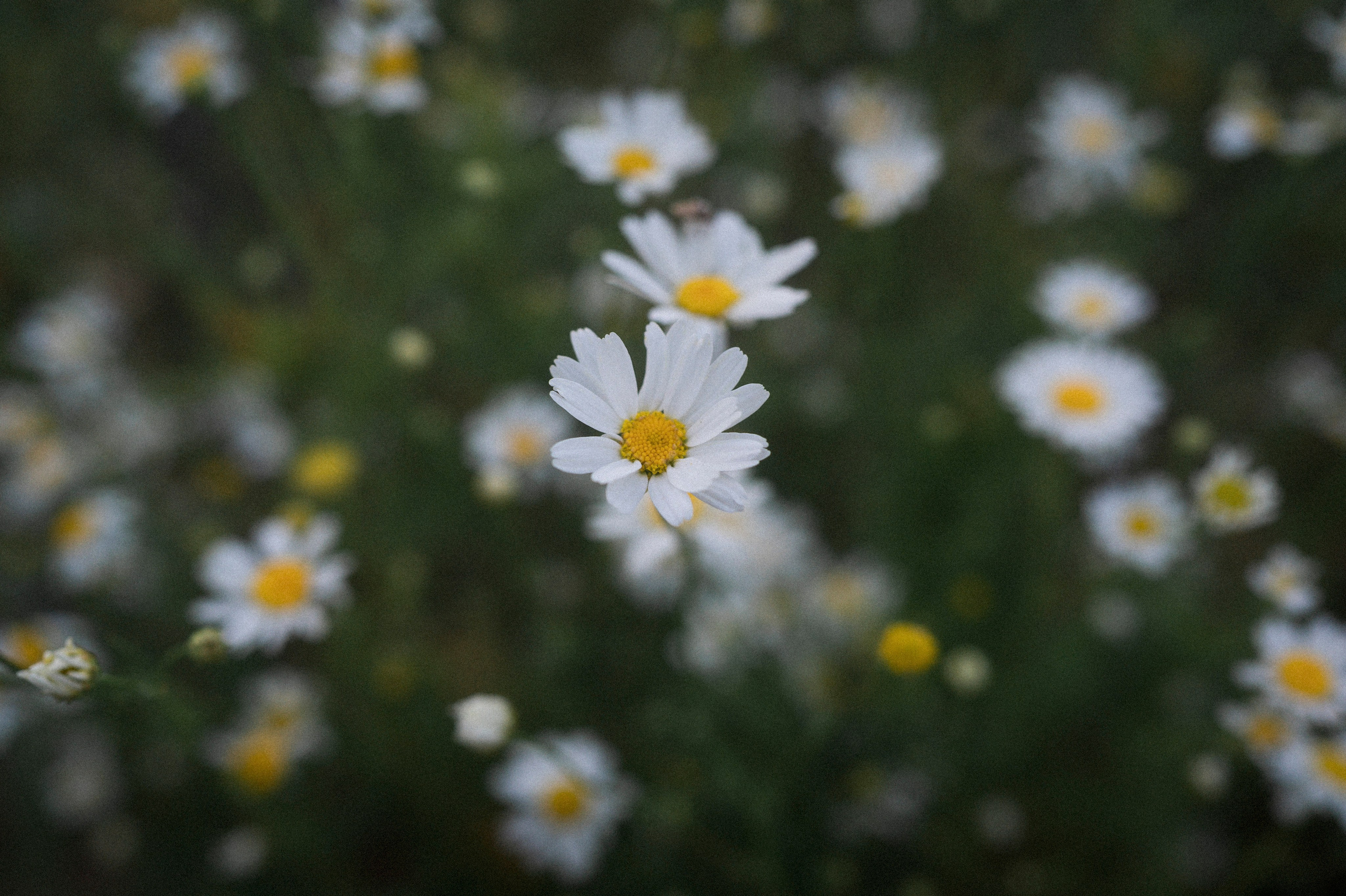 Majstore. Kartascheff