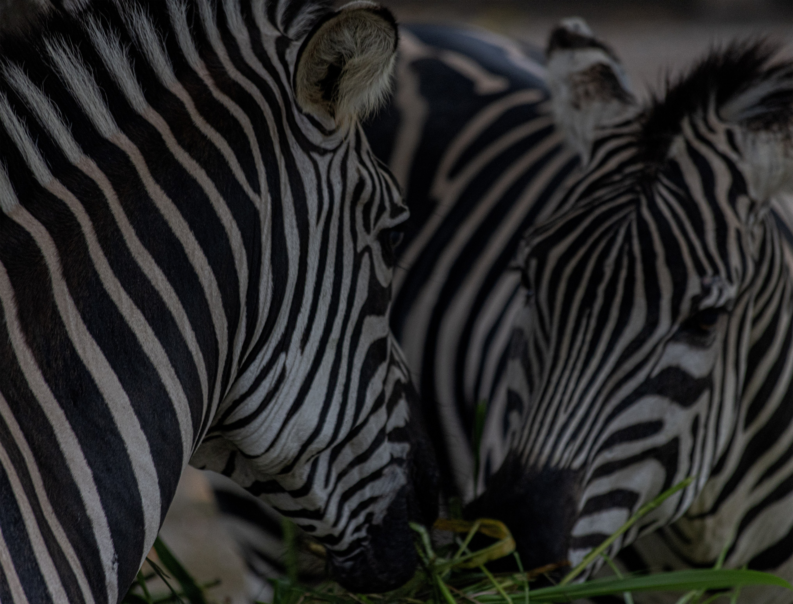 ABOUT. Art Рhotographer Russia/Moscow