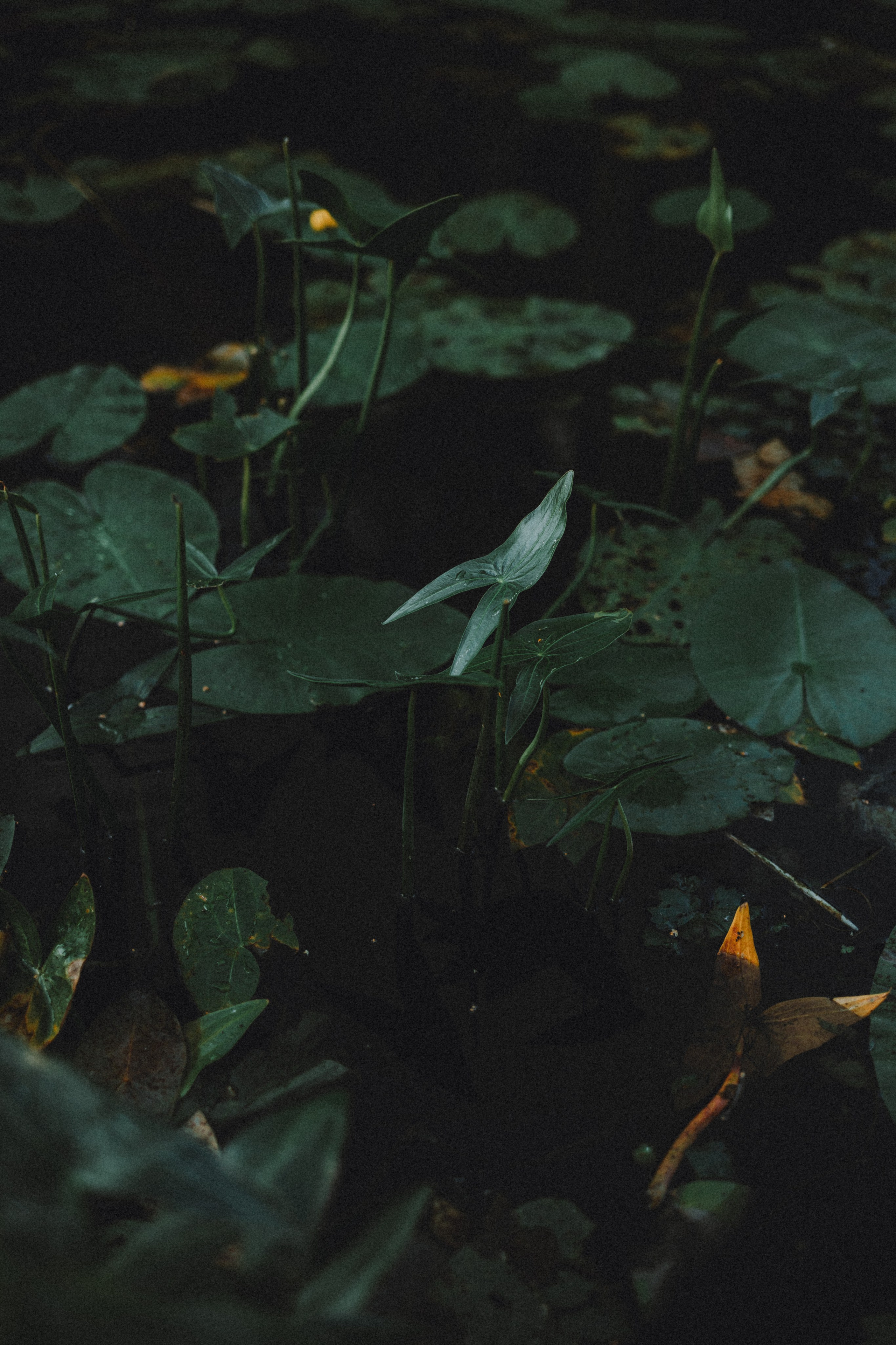 Маша и Джерри