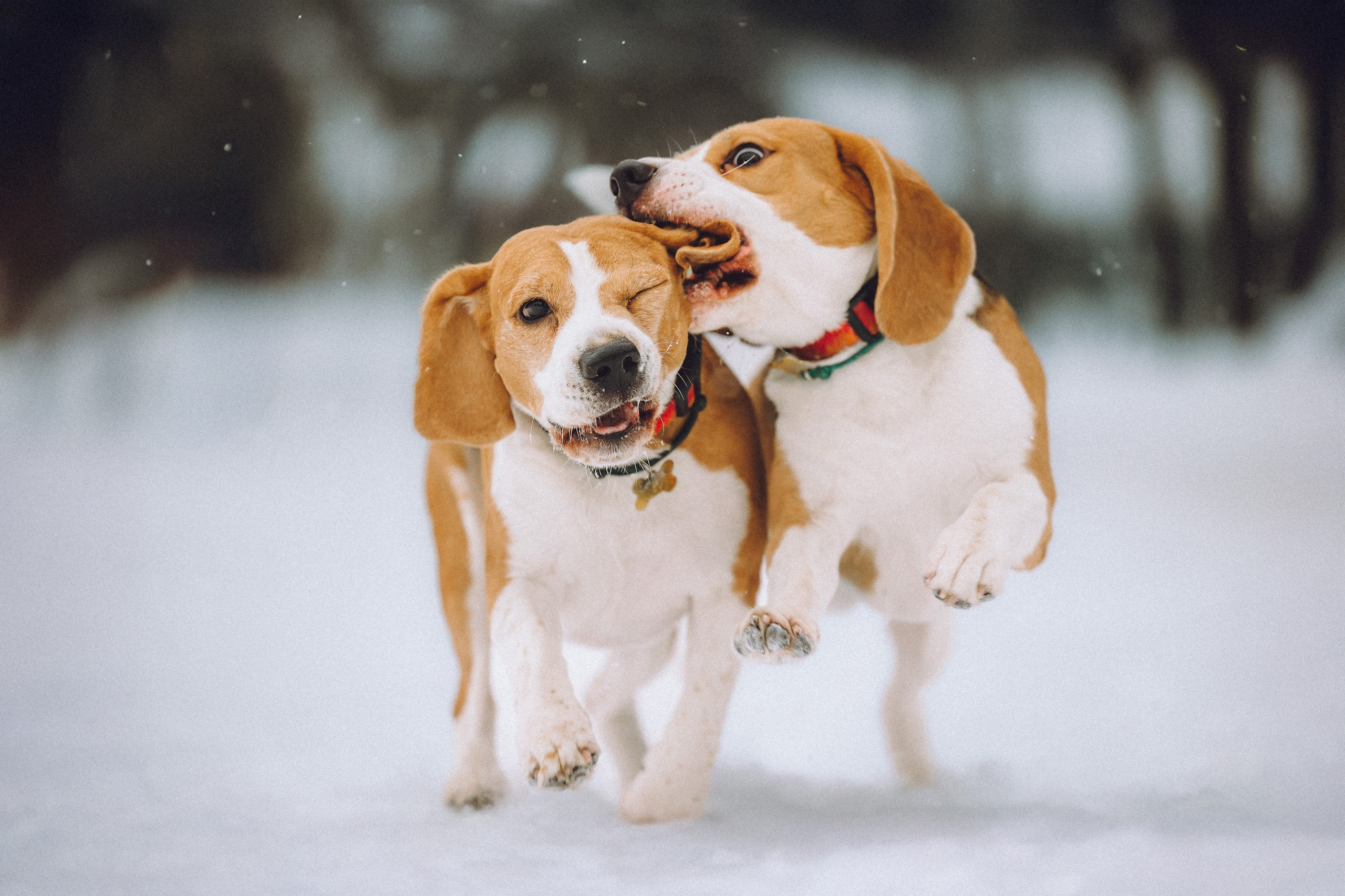 Роман, Портер и Коррес