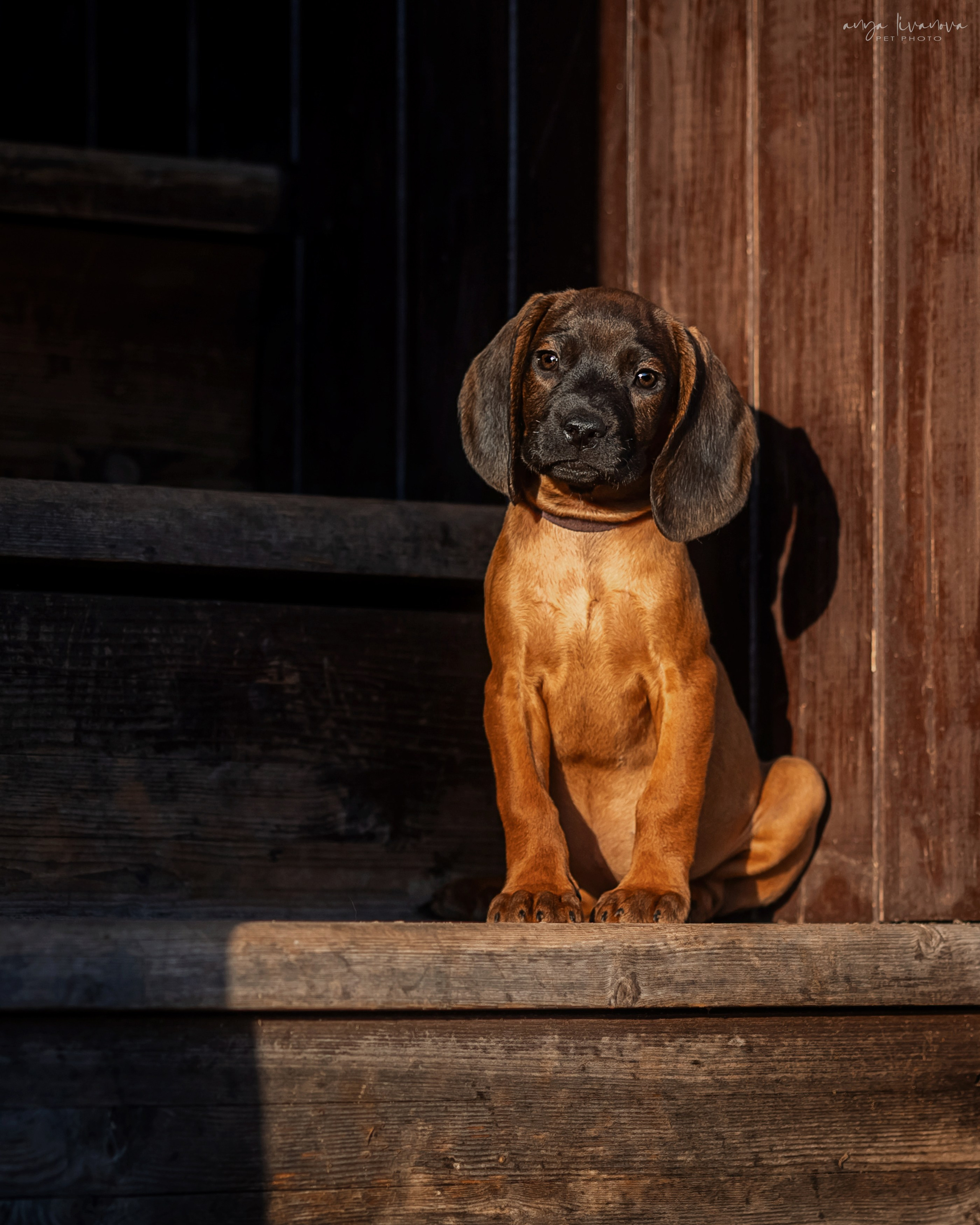 Баварцы. Фотограф анималист Аня Ливанова | Рыбинск