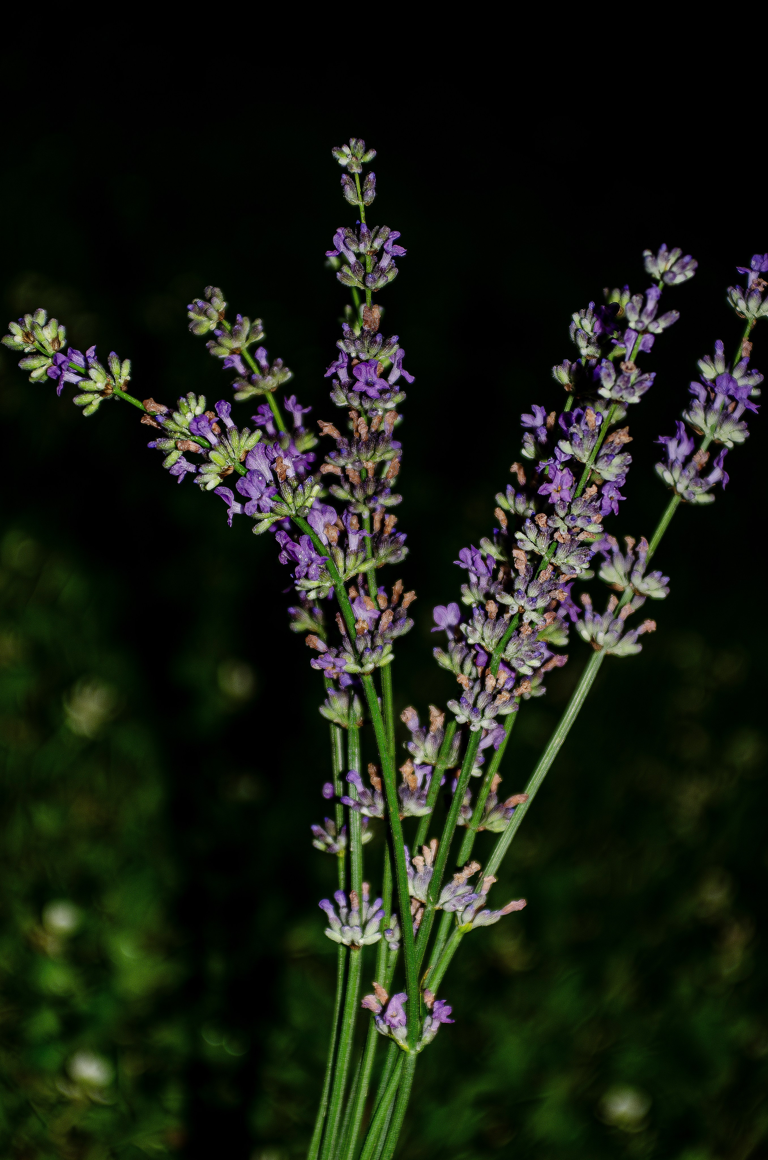 Дары Природы. Sreda fotoArt