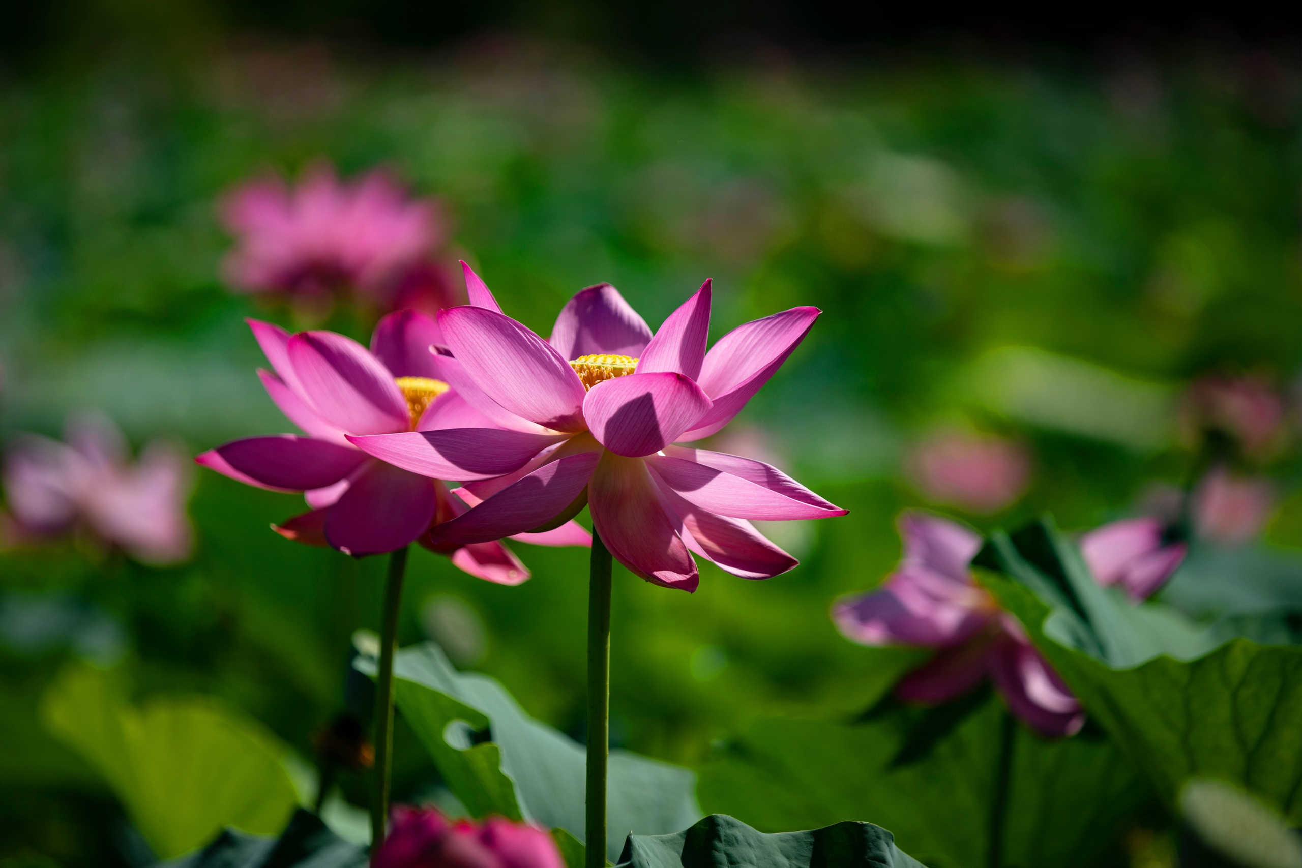 Природа Хабаровского края. Команда фотографов Кристины Ивановой