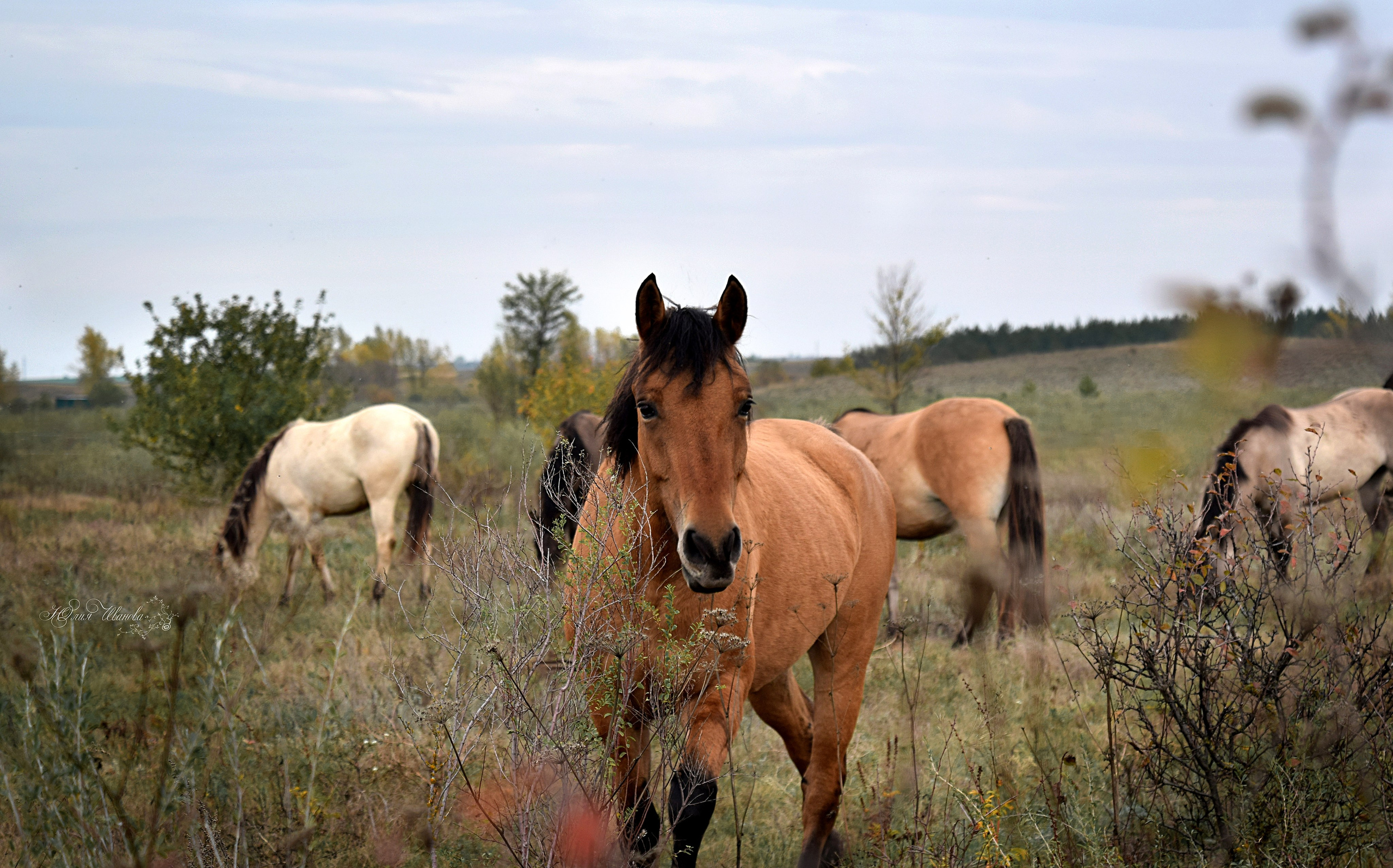 Лошади. Конный фотограф в Саратове Юлия Иванова