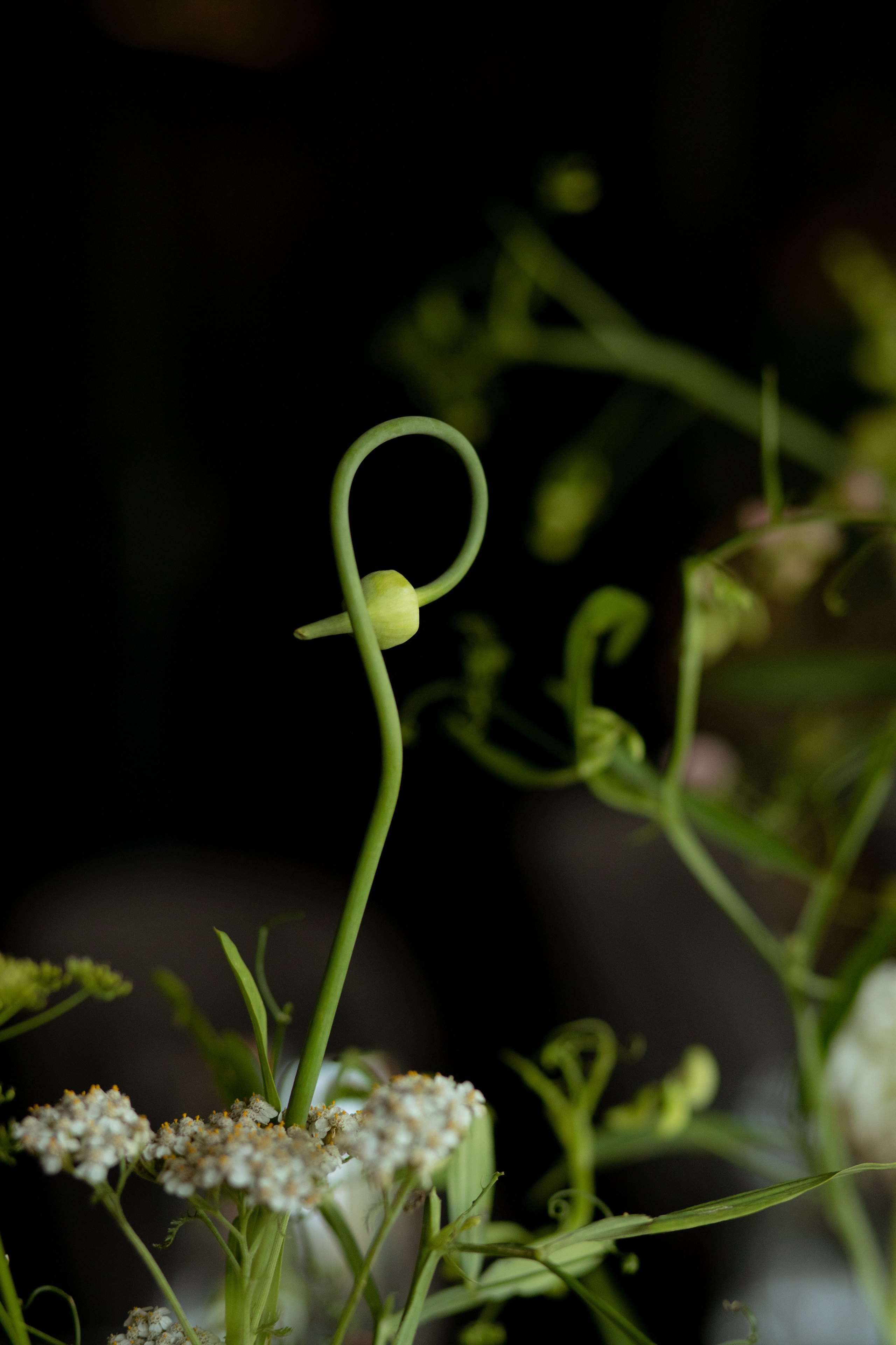 Алина & Николай. Оформление свадеб, декор свадеб Вера Маркова, Москва