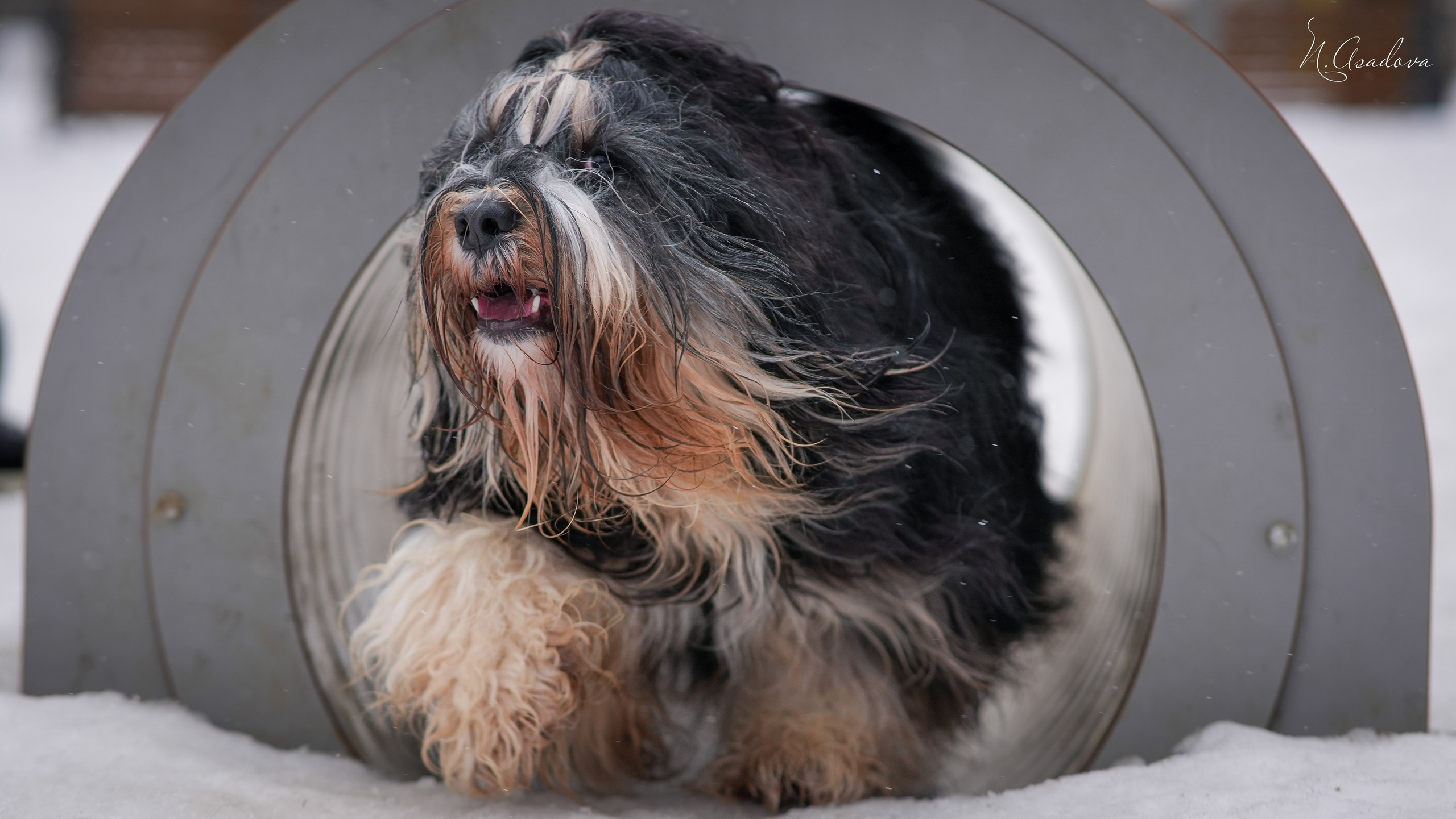 Тибетский терьер Кики. Фотограф-анималист Асадова