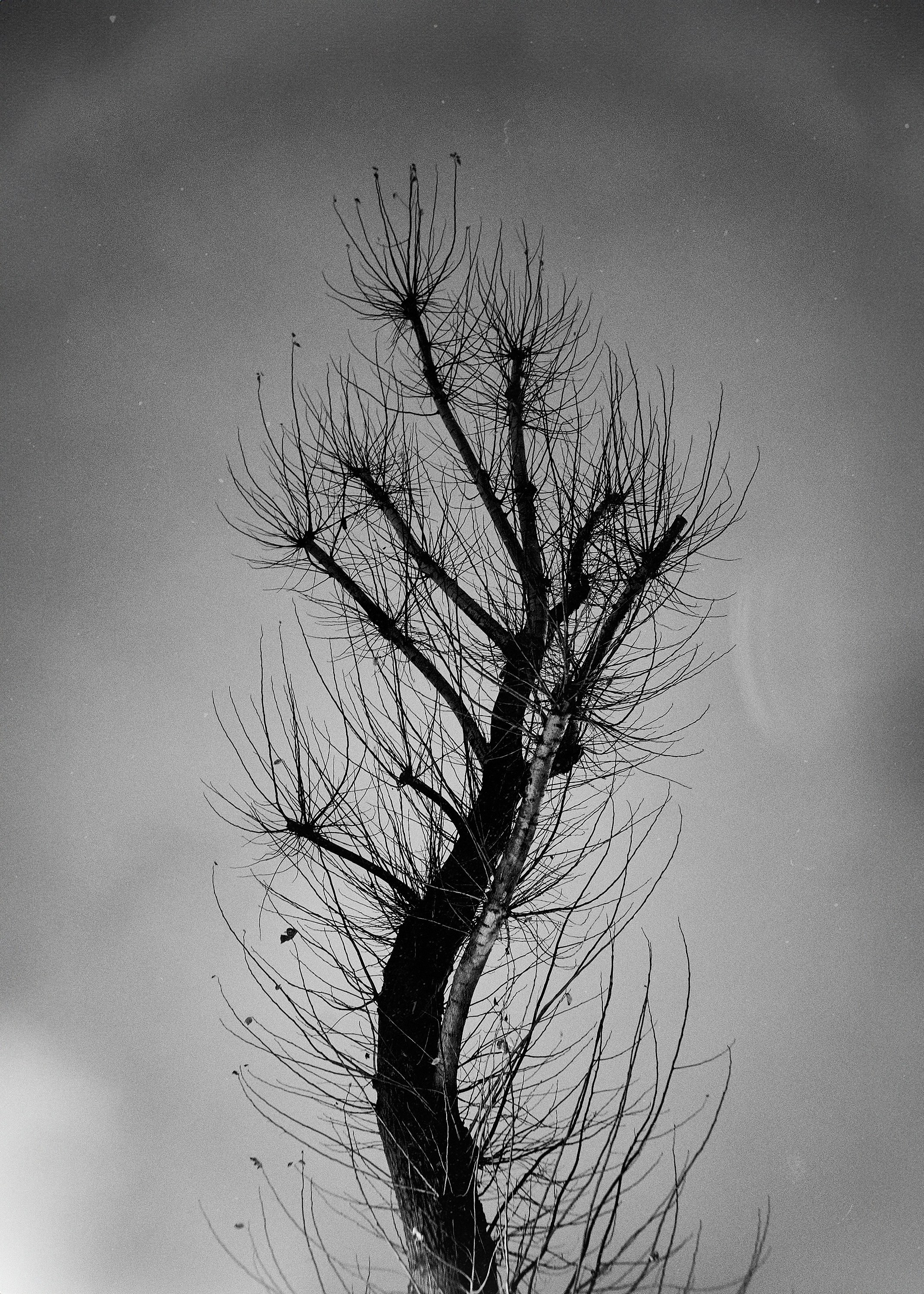 Формы Дерева 22г -…. Фотограф и оператор мероприятий, концертов и портретов в городе Москва