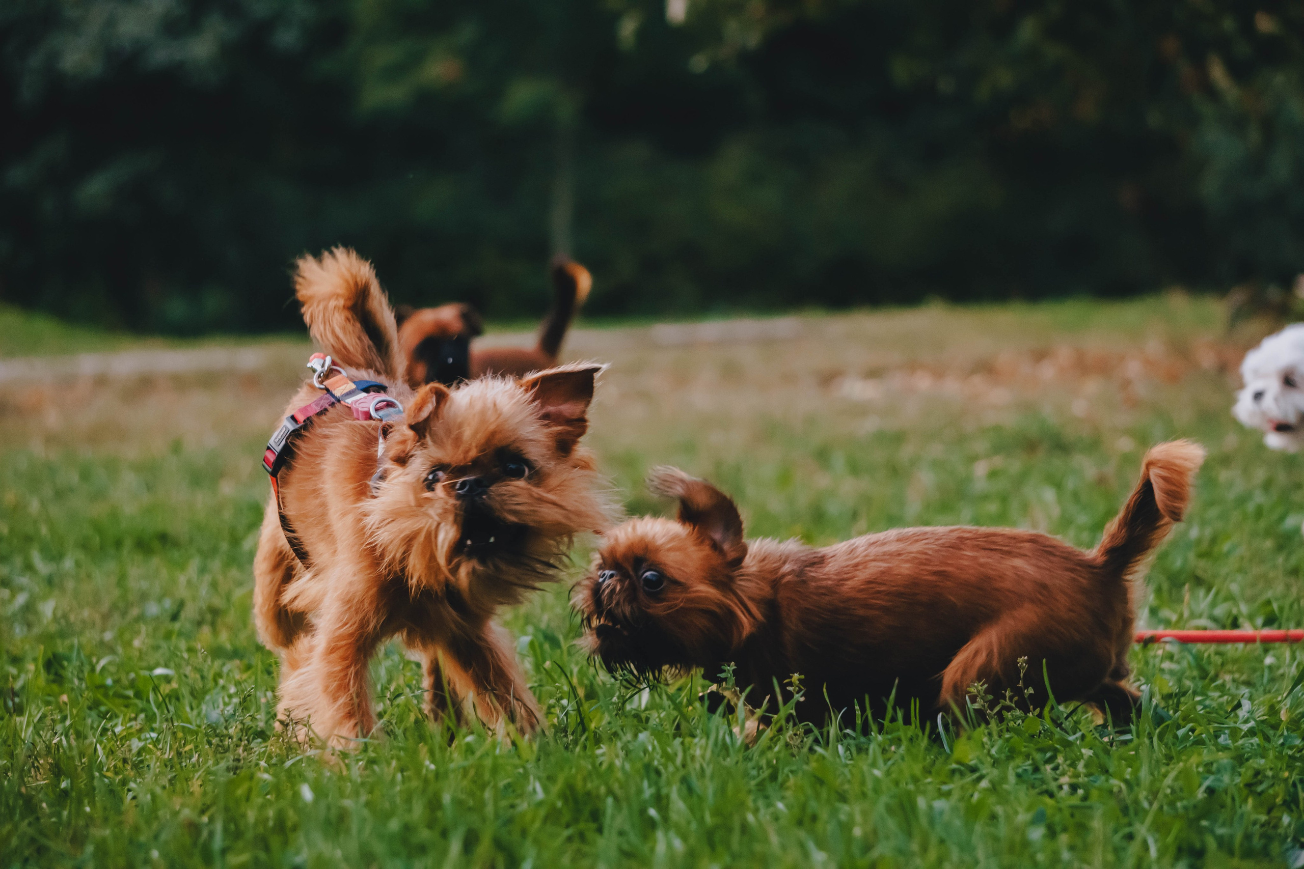 Мини-туса гриффоны и брабансоны. Фотограф-анималист Ксения Воробьева, Москва