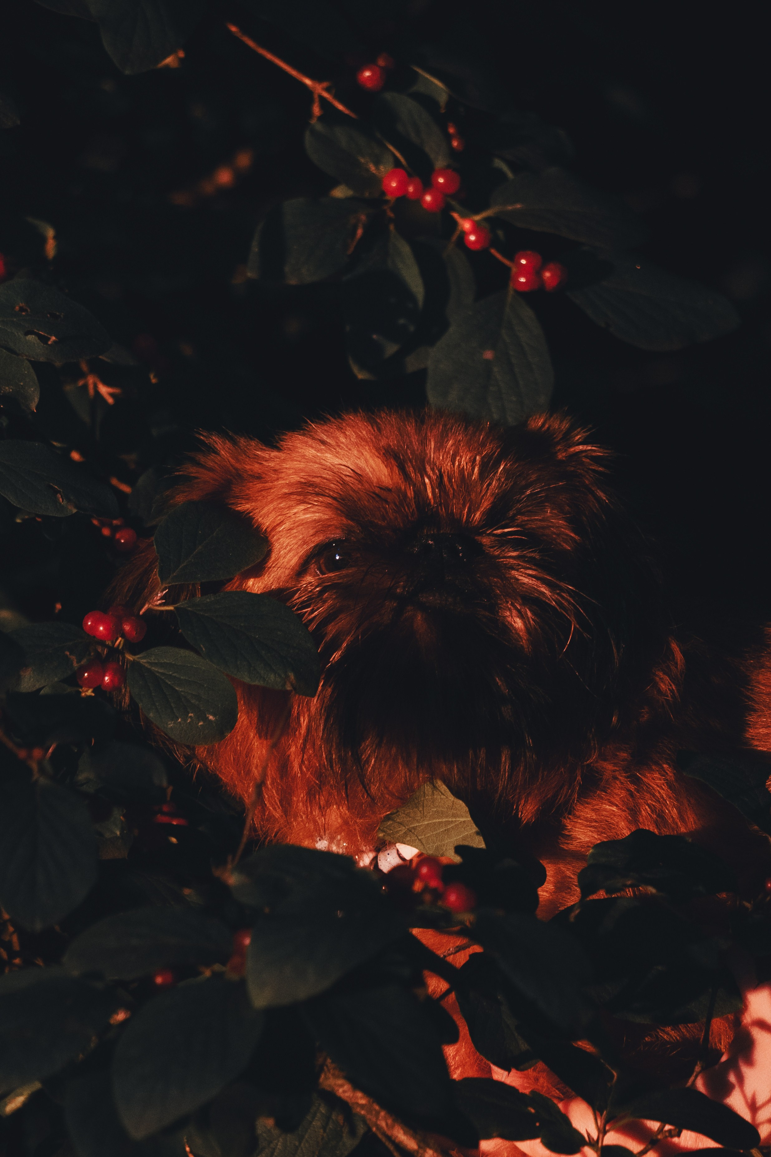 Катя и Яшма. Фотограф-анималист Ксения Воробьева, Москва