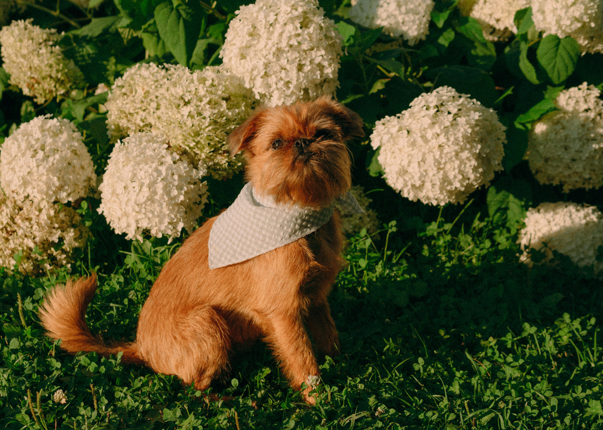 Лена и Альфи. Фотограф-анималист Ксения Воробьева, Москва
