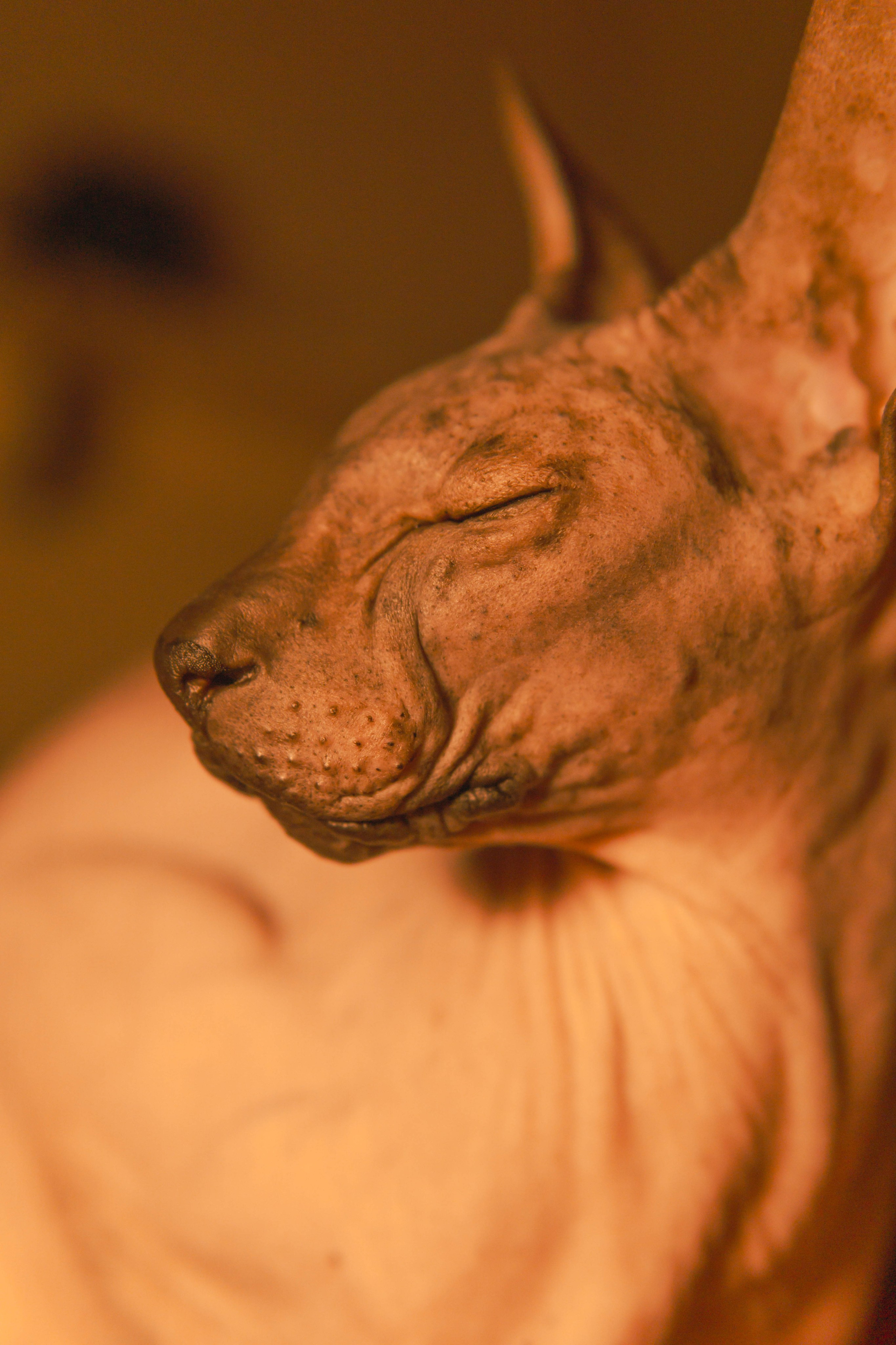 Бандит. Фотограф-анималист Ксения Воробьева, Москва