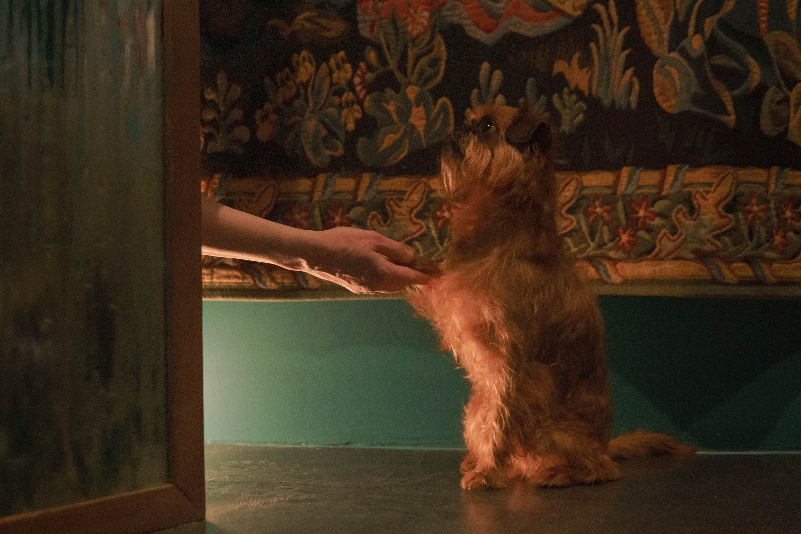 Наташа и Хавьер. Фотограф-анималист Ксения Воробьева, Москва