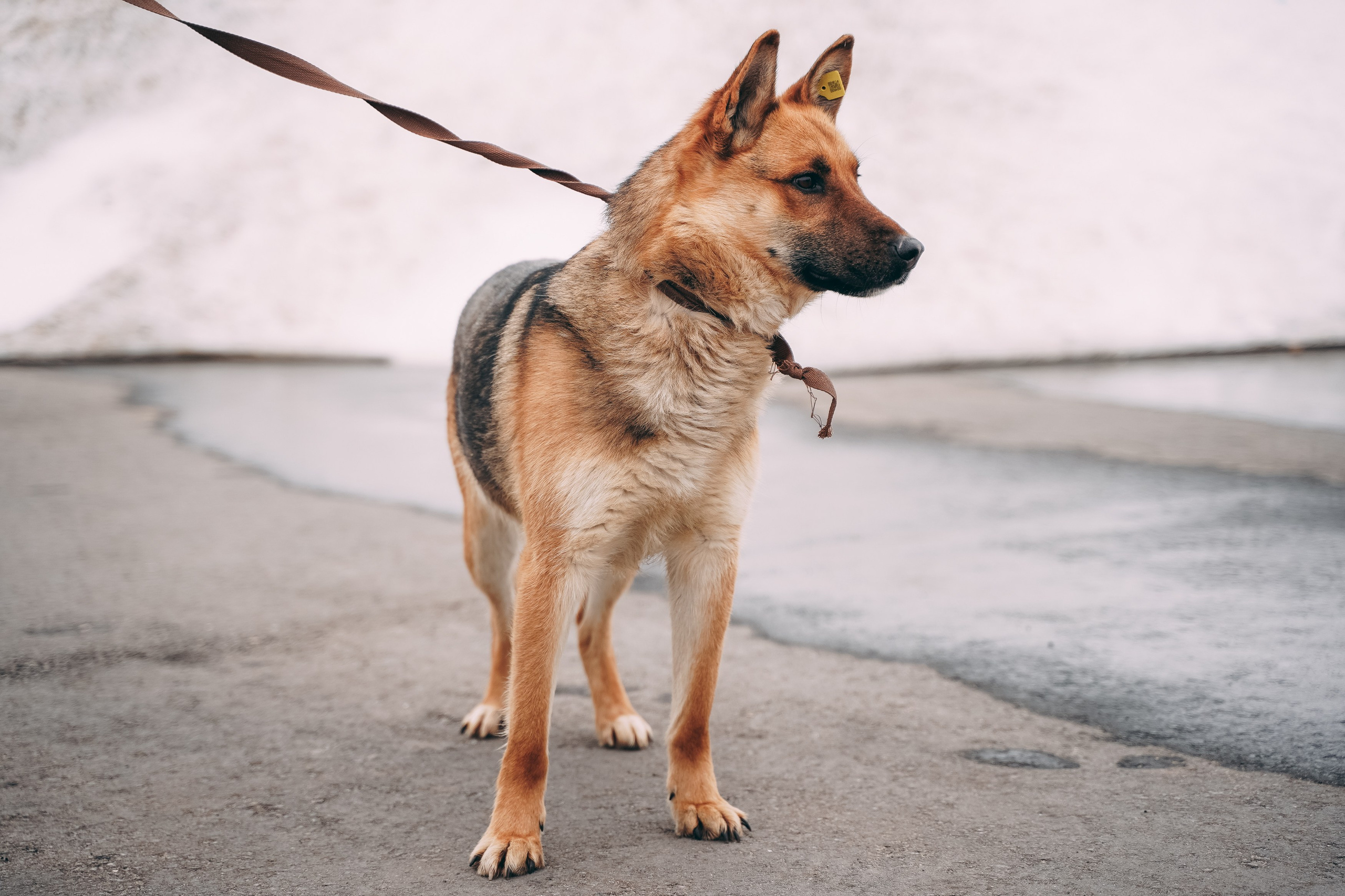 Съемка для благотворительного фонда «Дог 24». Фотограф-анималист, портретный фотограф в Чебоксарах Мария Садыкова