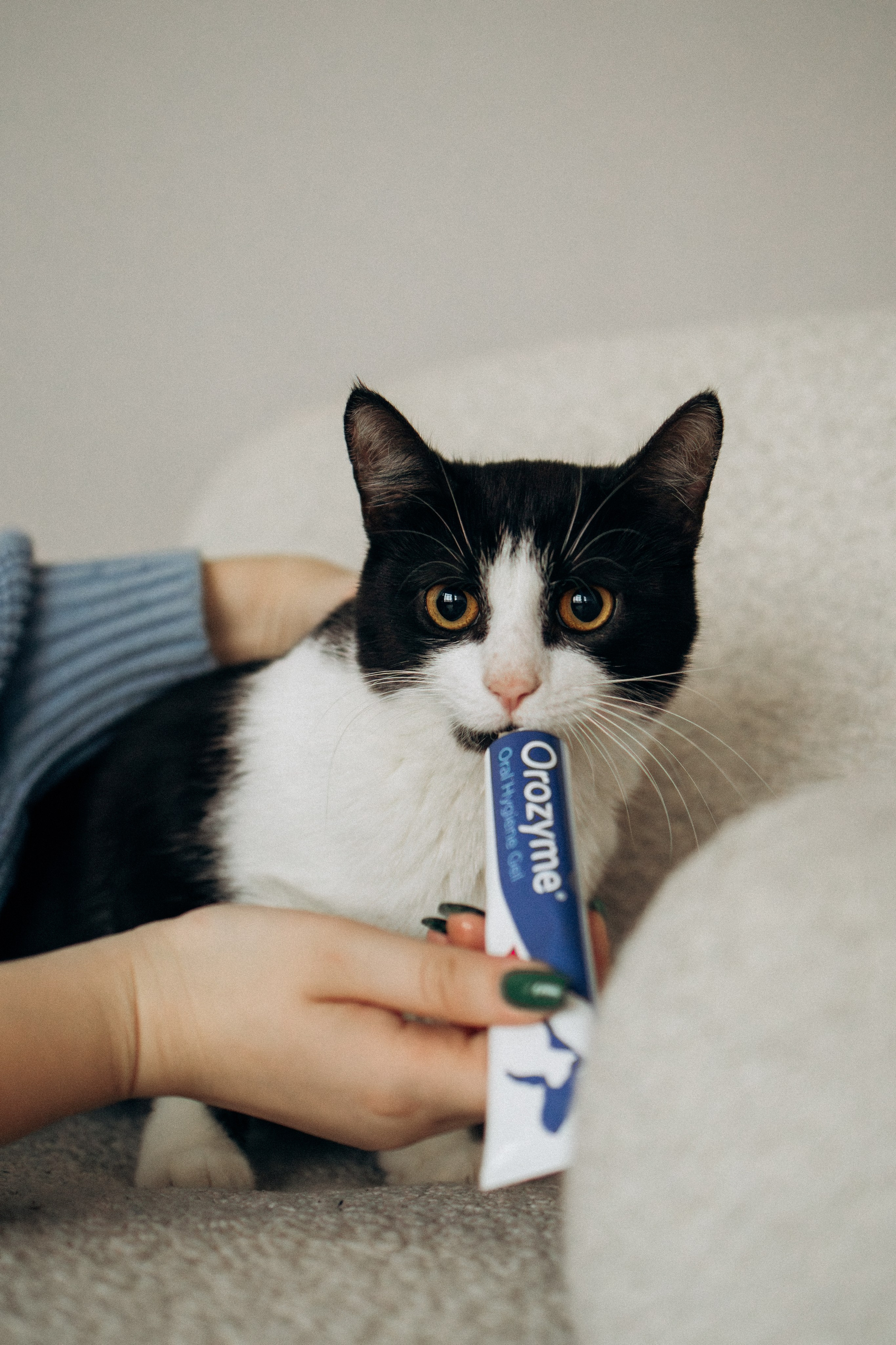 Orozyme&Emmiepet. Фотораф — анималист Мария Шистка