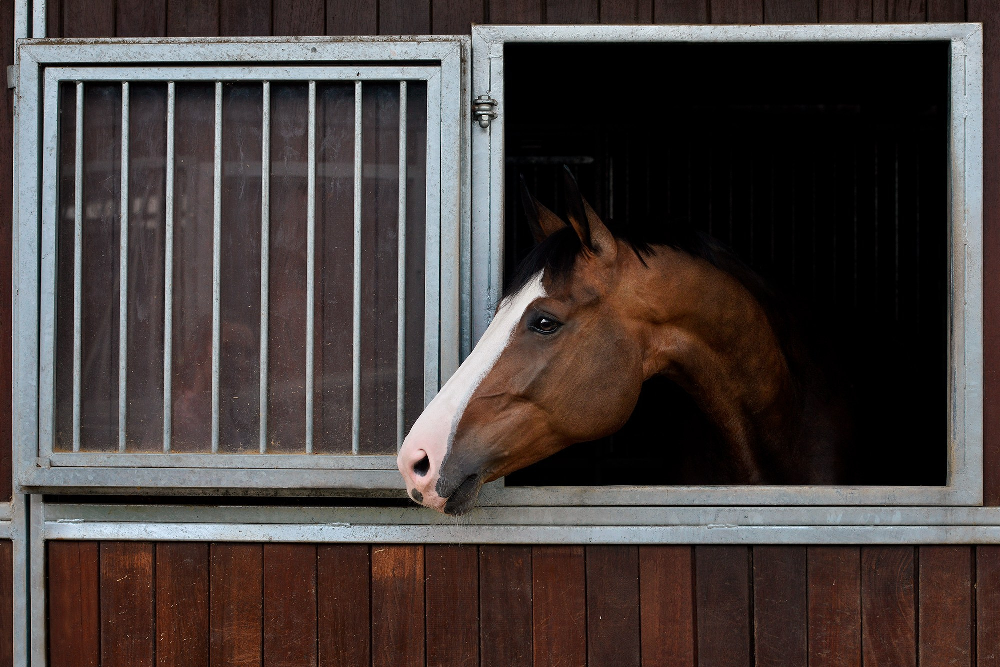 Конные клубы. Конный фотограф Alesya Safe