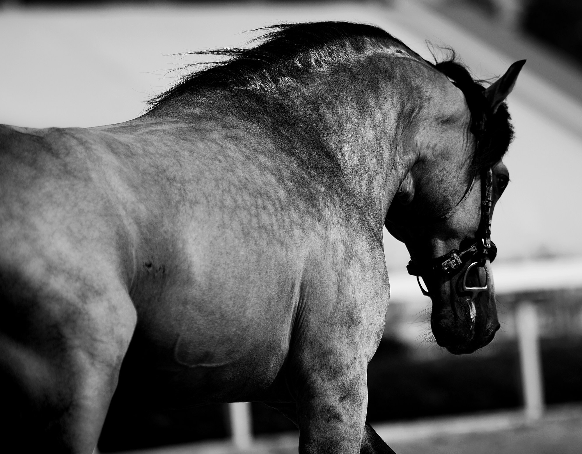 На свободе. Конный фотограф Alesya Safe